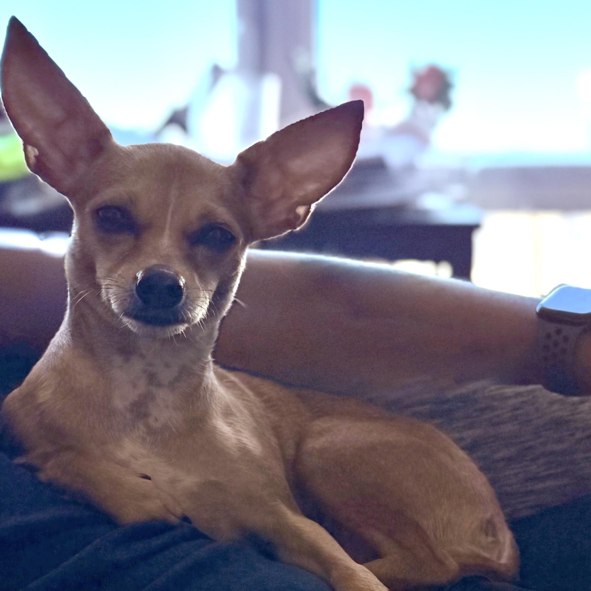 Geneva, a ADOPTABLE mixed breed in Brooklyn, NY image 5/5