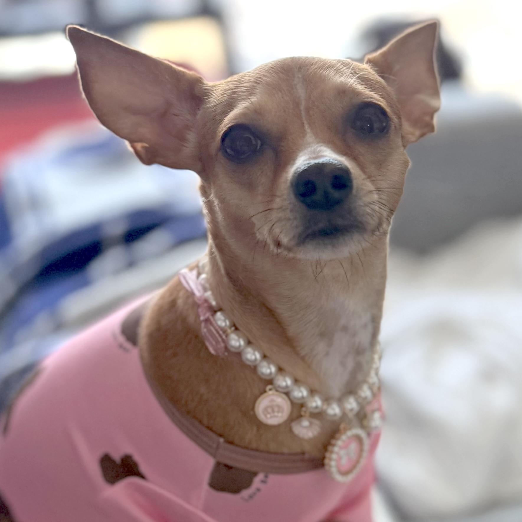 Geneva, ADOPTABLE, Adult Female Chihuahua.
