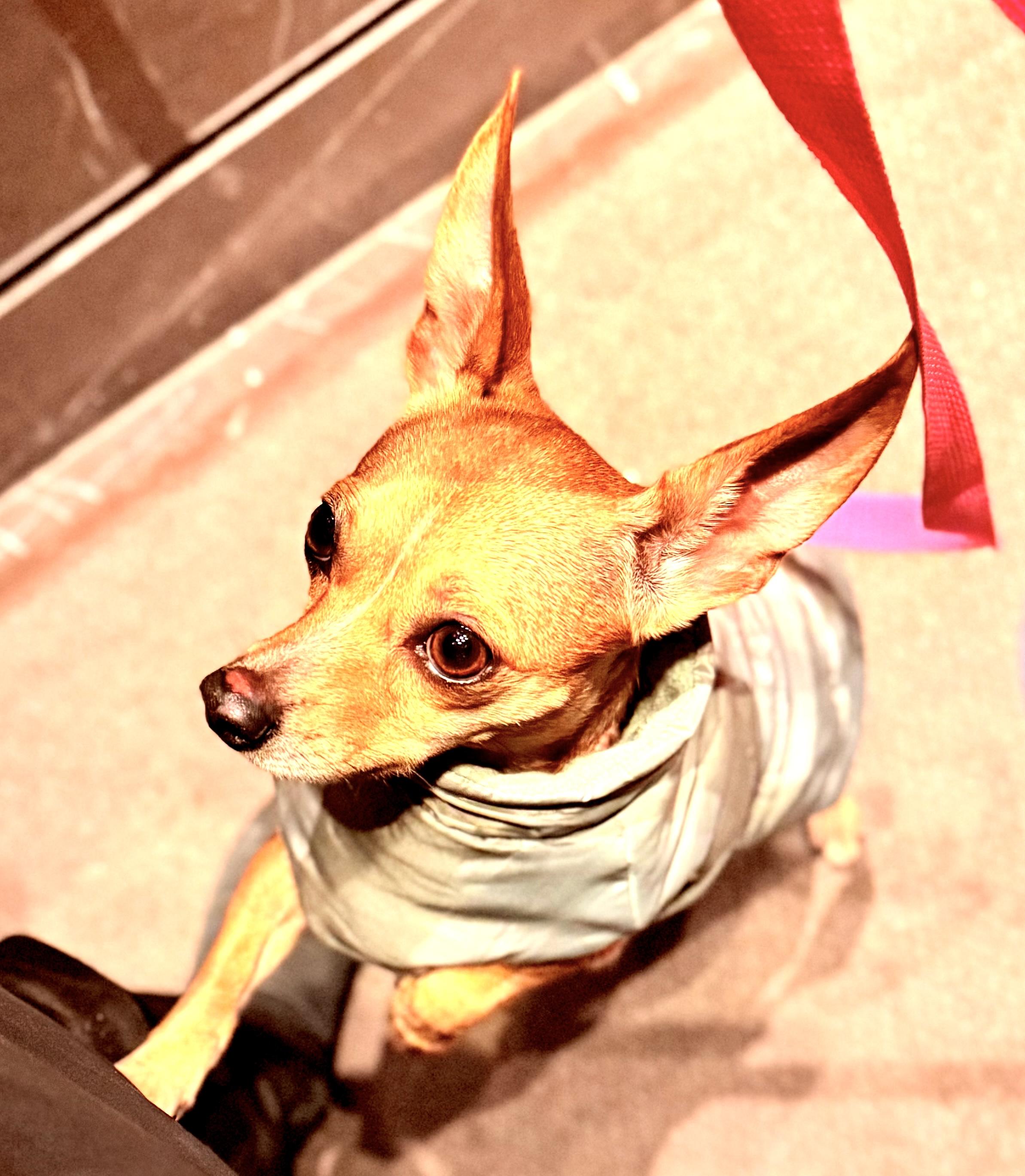 Geneva, a ADOPTABLE mixed breed in Brooklyn, NY image 4/5