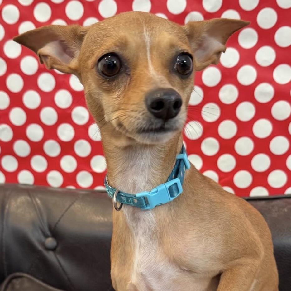 Geneva, a ADOPTABLE mixed breed in Brooklyn, NY image 1/5