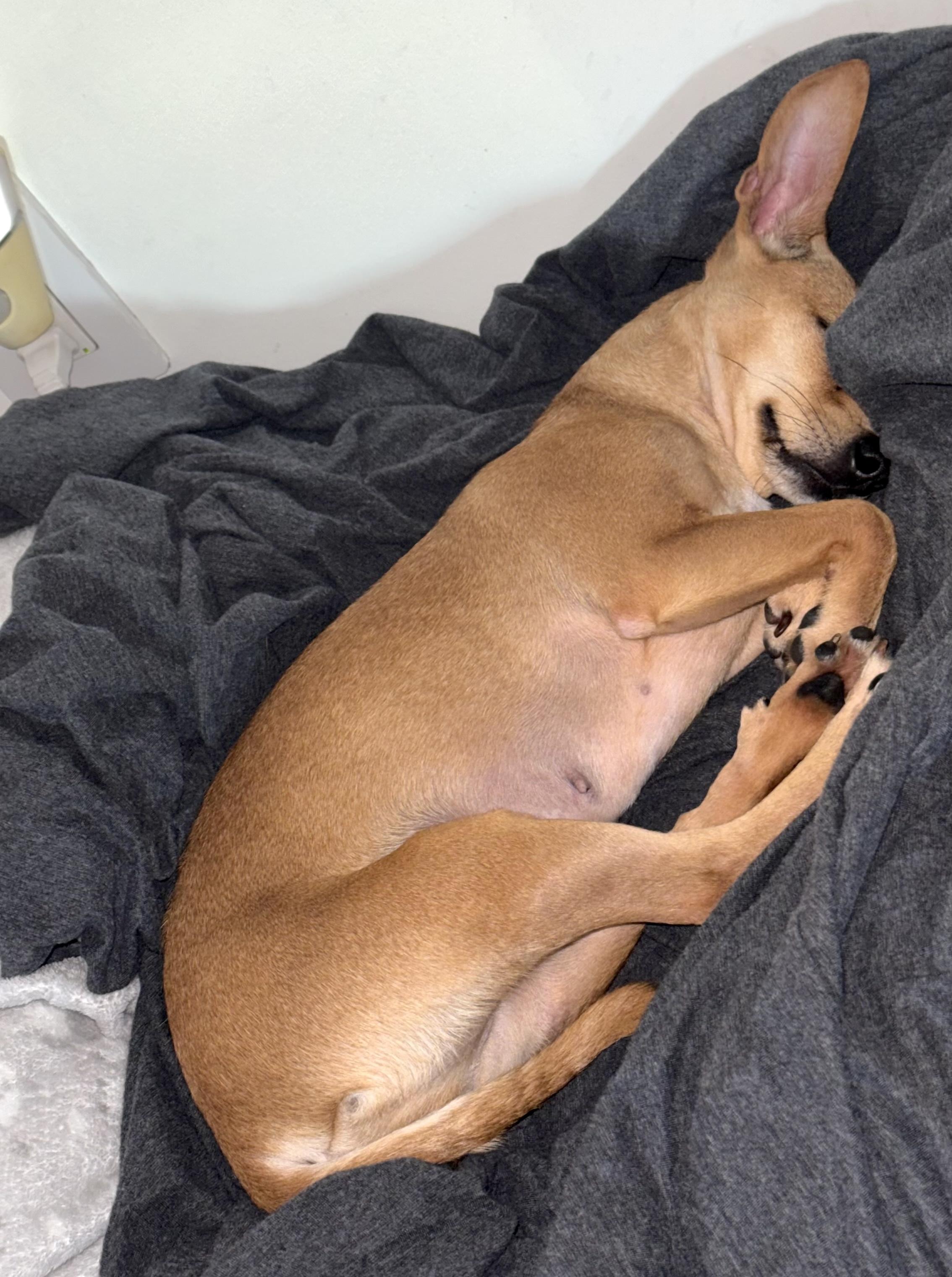 Geneva, a ADOPTABLE mixed breed in Brooklyn, NY image 2/5