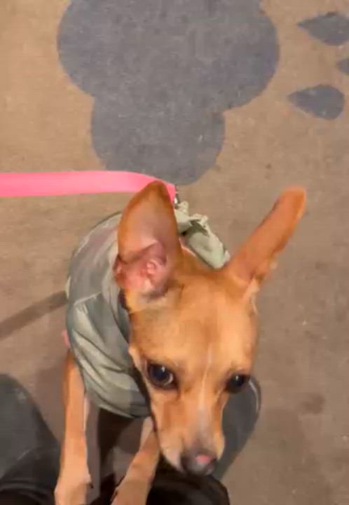 Enlarge Geneva, a ADOPTABLE mixed breed in Brooklyn, NY video 3/5