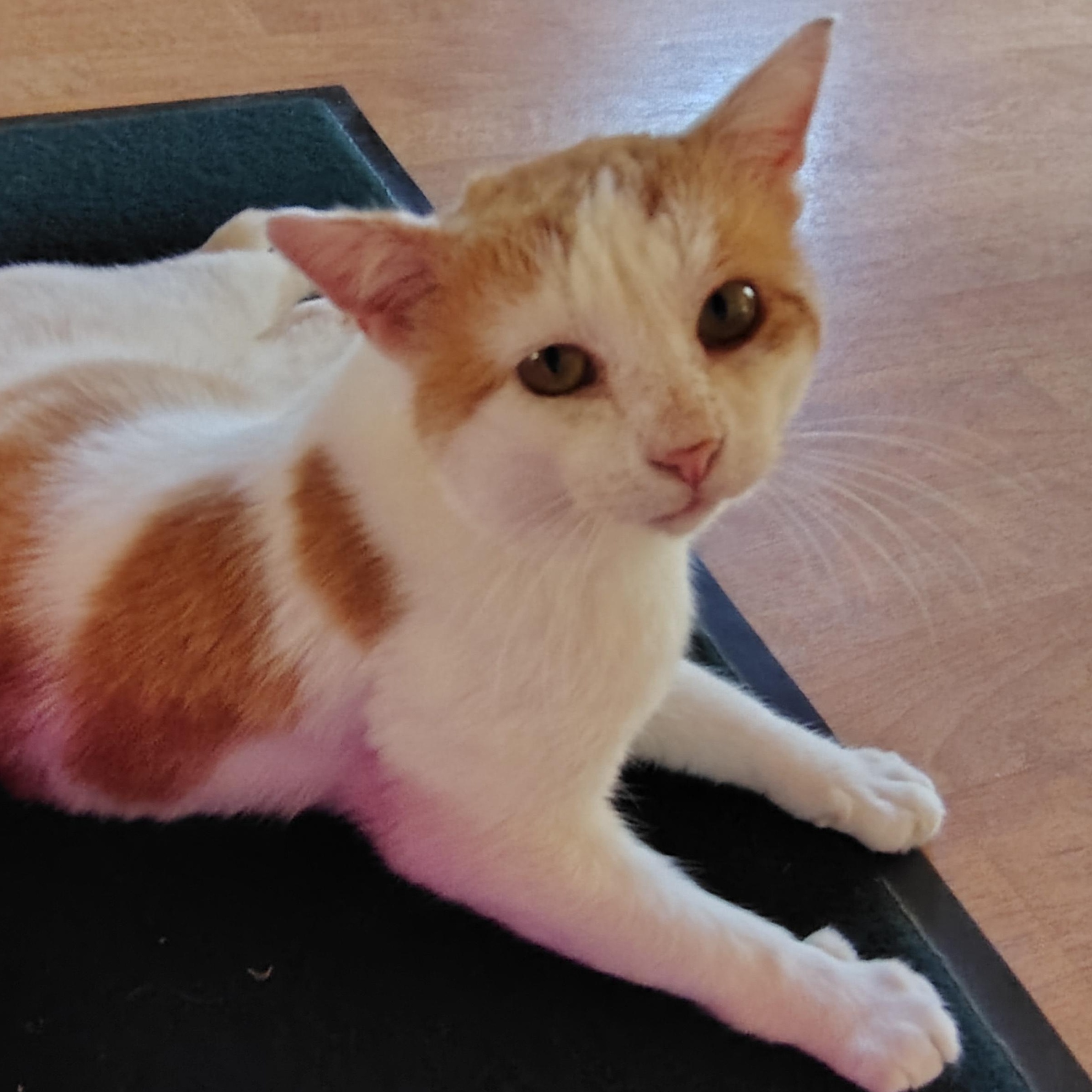 Enlarge Brawny, a Adoptable mixed breed in Montour Falls, NY image 2/3