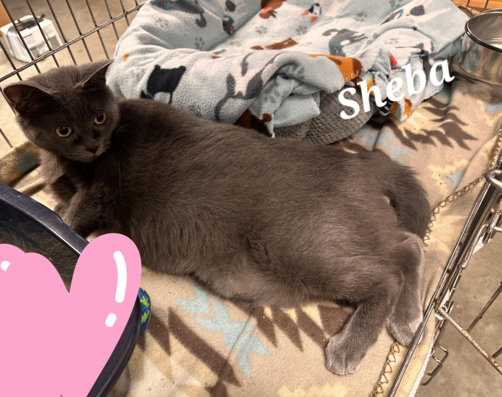 Sheba photo 4