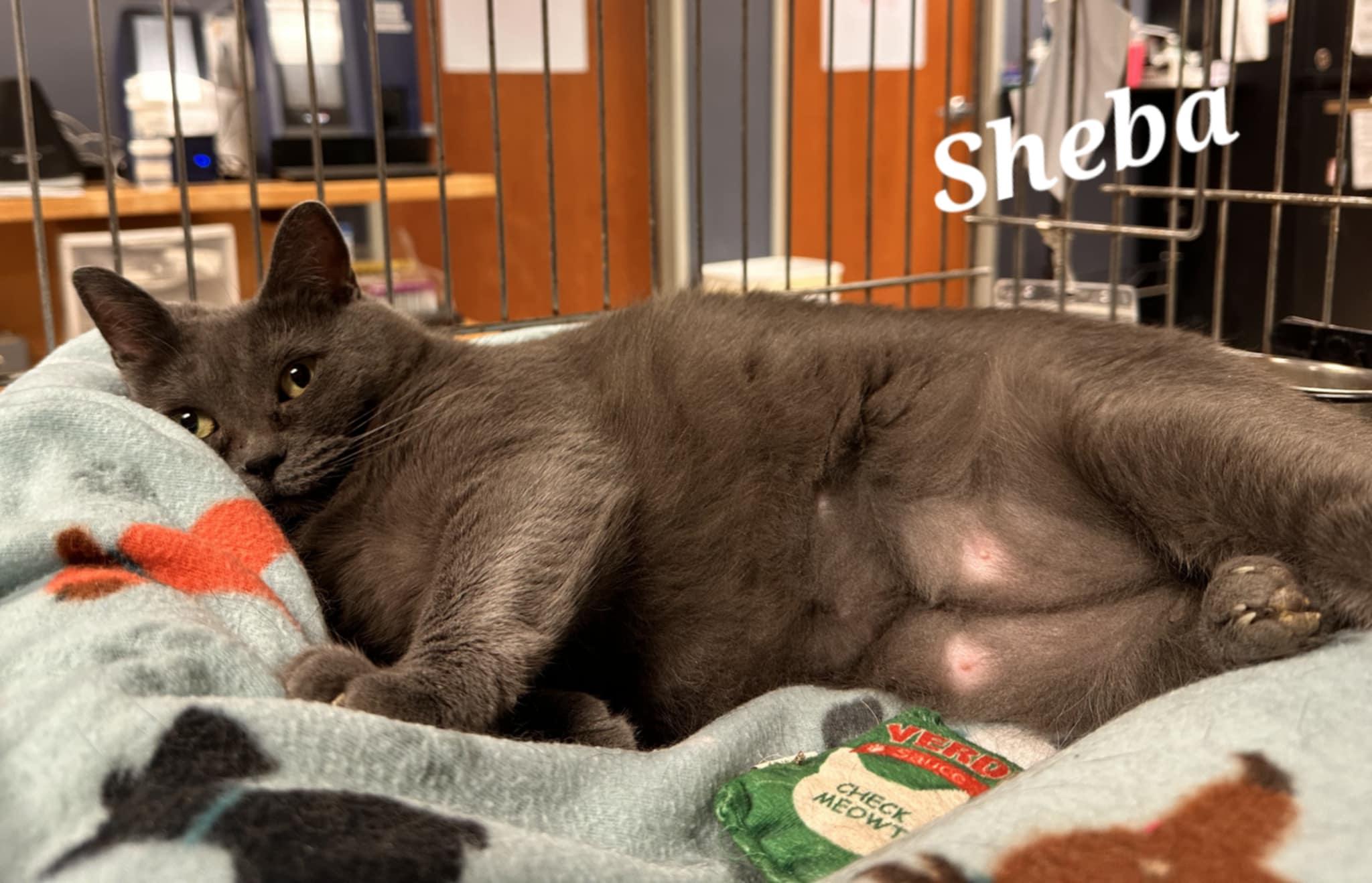 Sheba photo 5