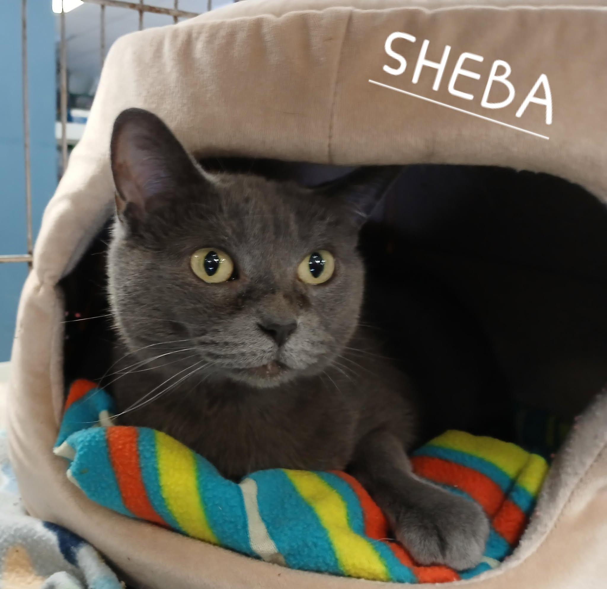 Sheba, Adult Female unknown