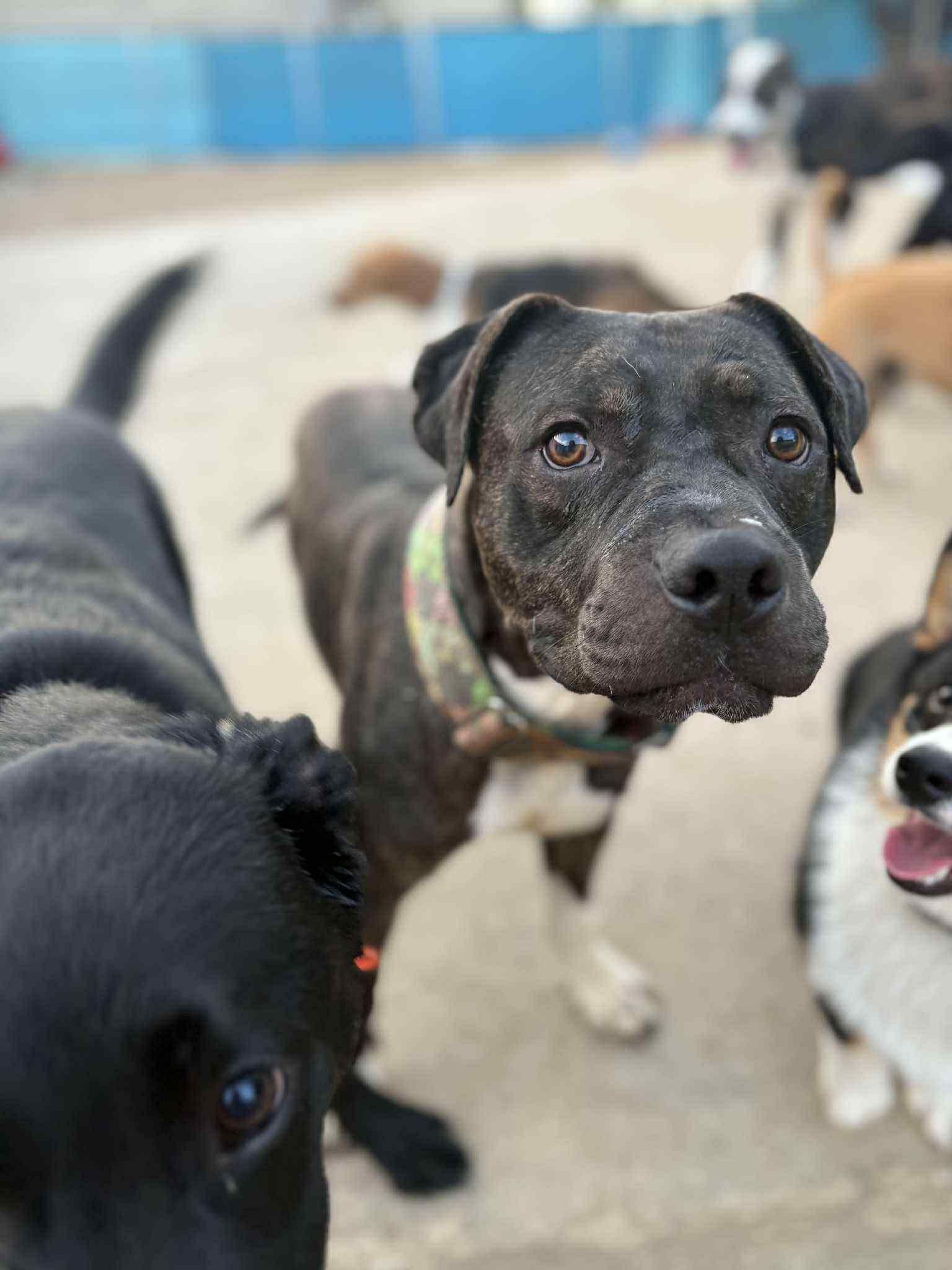Piggly Wiggly, Adoptable, Adult Male English Bulldog & Pit Bull Terrier.
