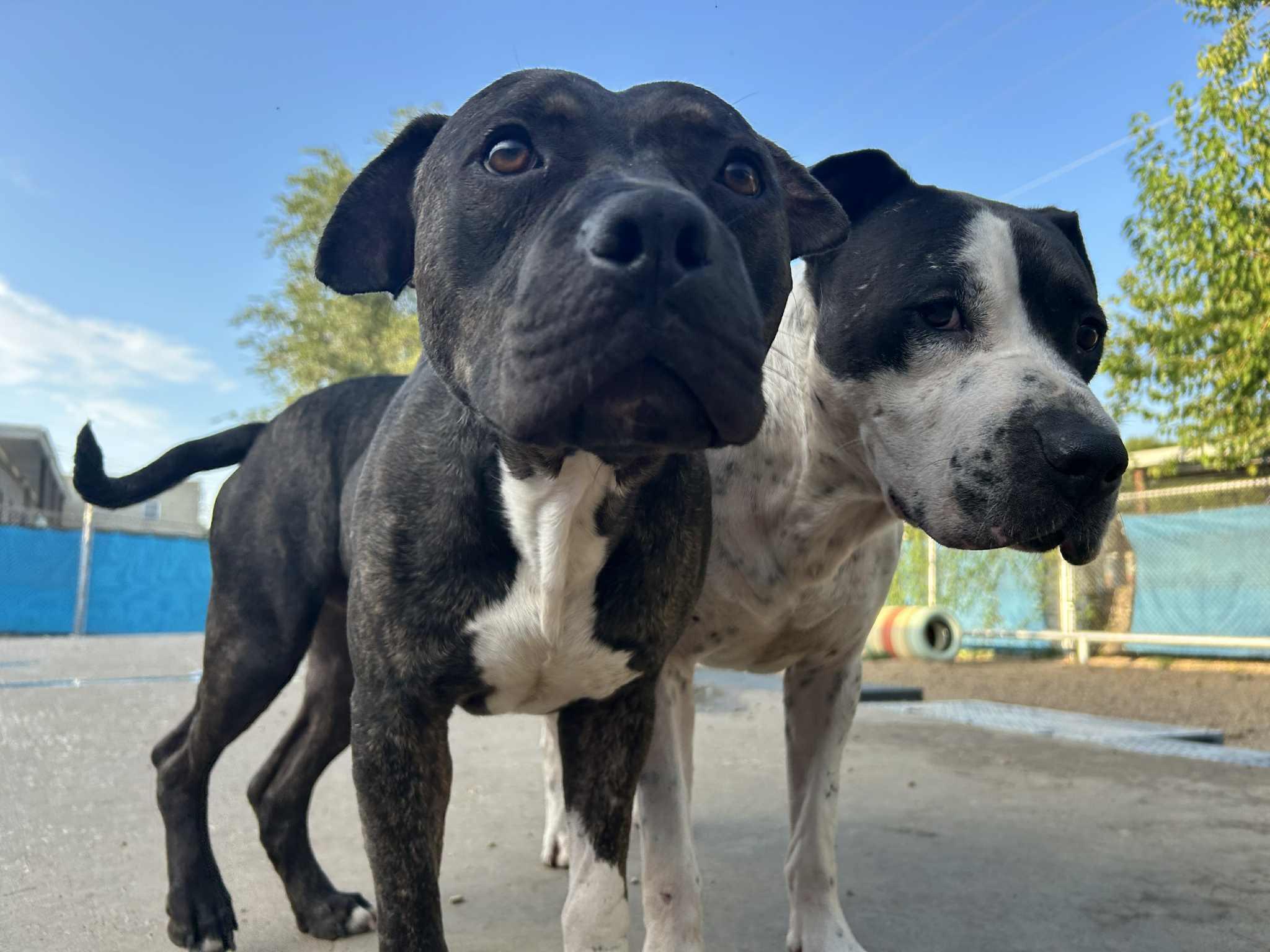 Enlarge Piggly Wiggly, a Adoptable mixed breed in Kansas City, MO image 3/6