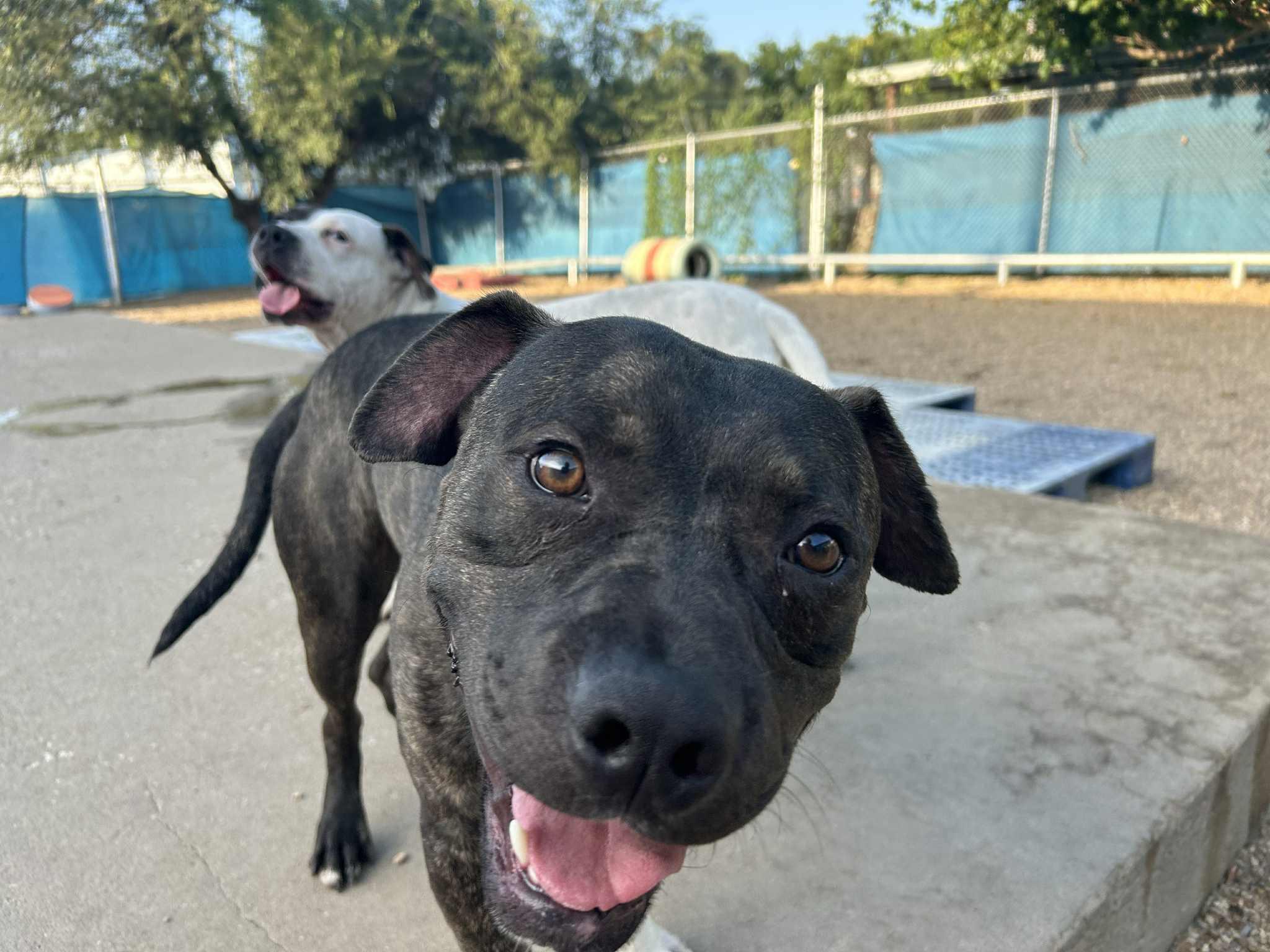 Enlarge Piggly Wiggly, a Adoptable mixed breed in Kansas City, MO image 4/6