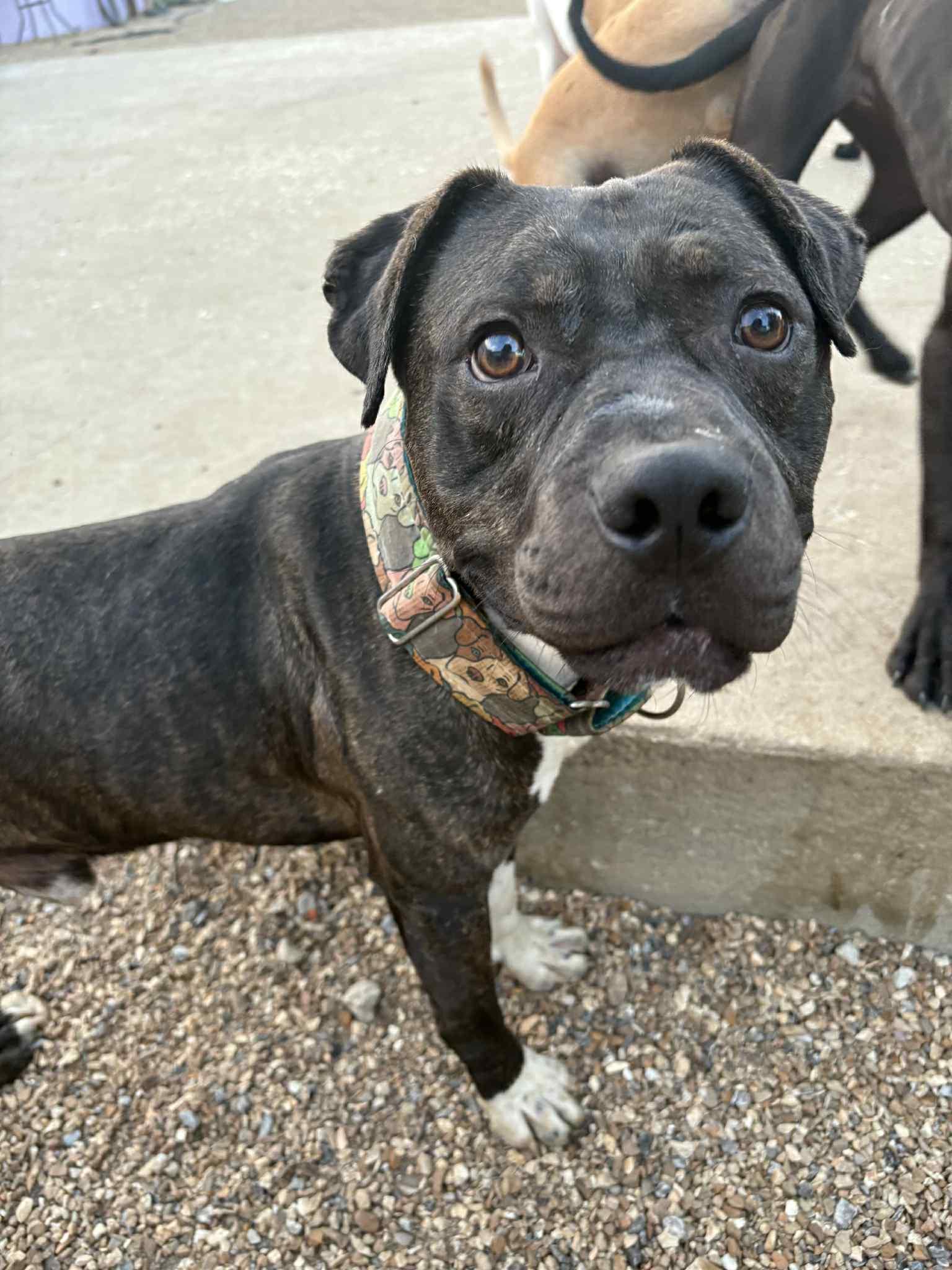 Enlarge Piggly Wiggly, a Adoptable mixed breed in Kansas City, MO image 5/6