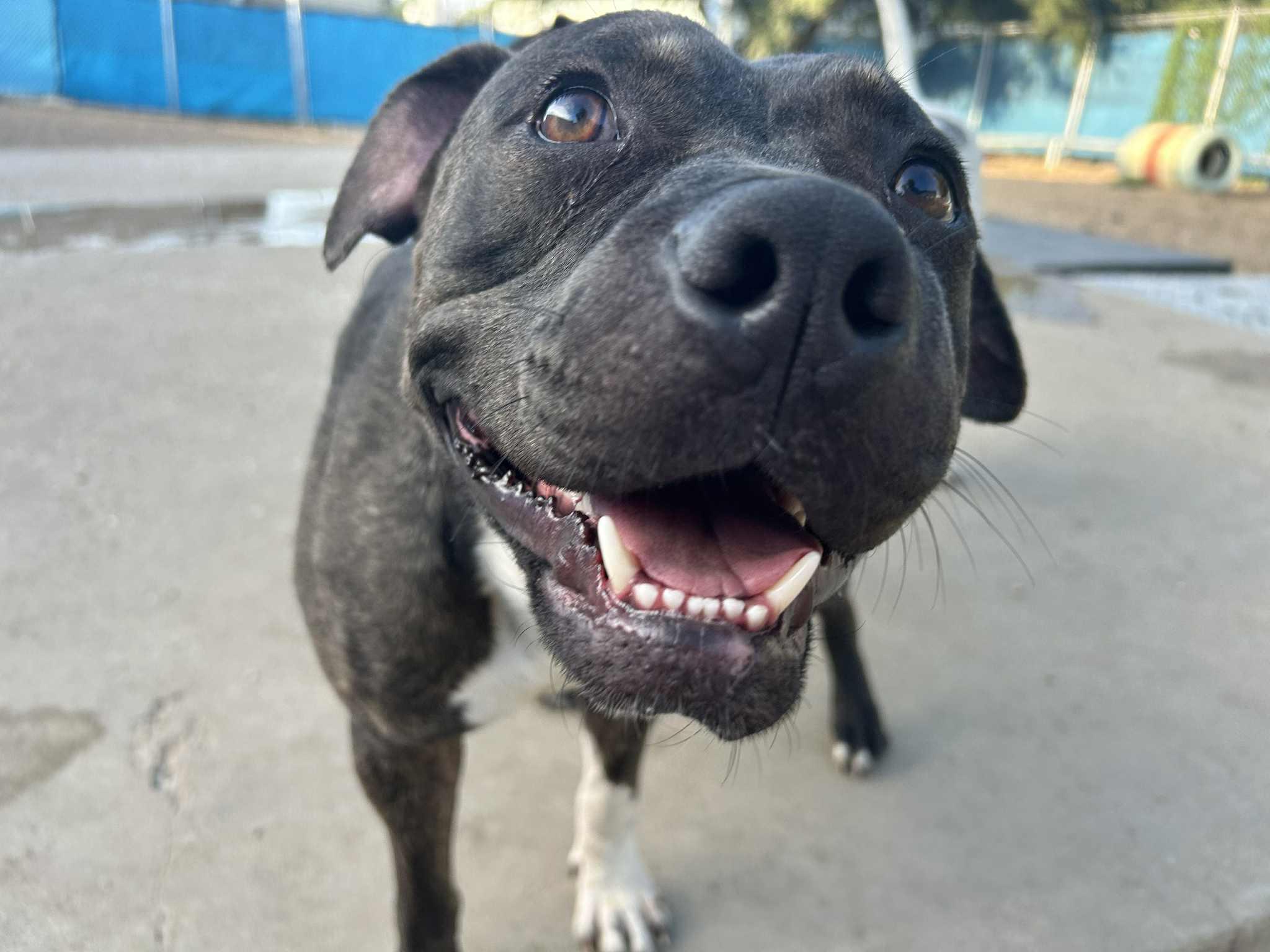 Enlarge Piggly Wiggly, a Adoptable mixed breed in Kansas City, MO image 6/6