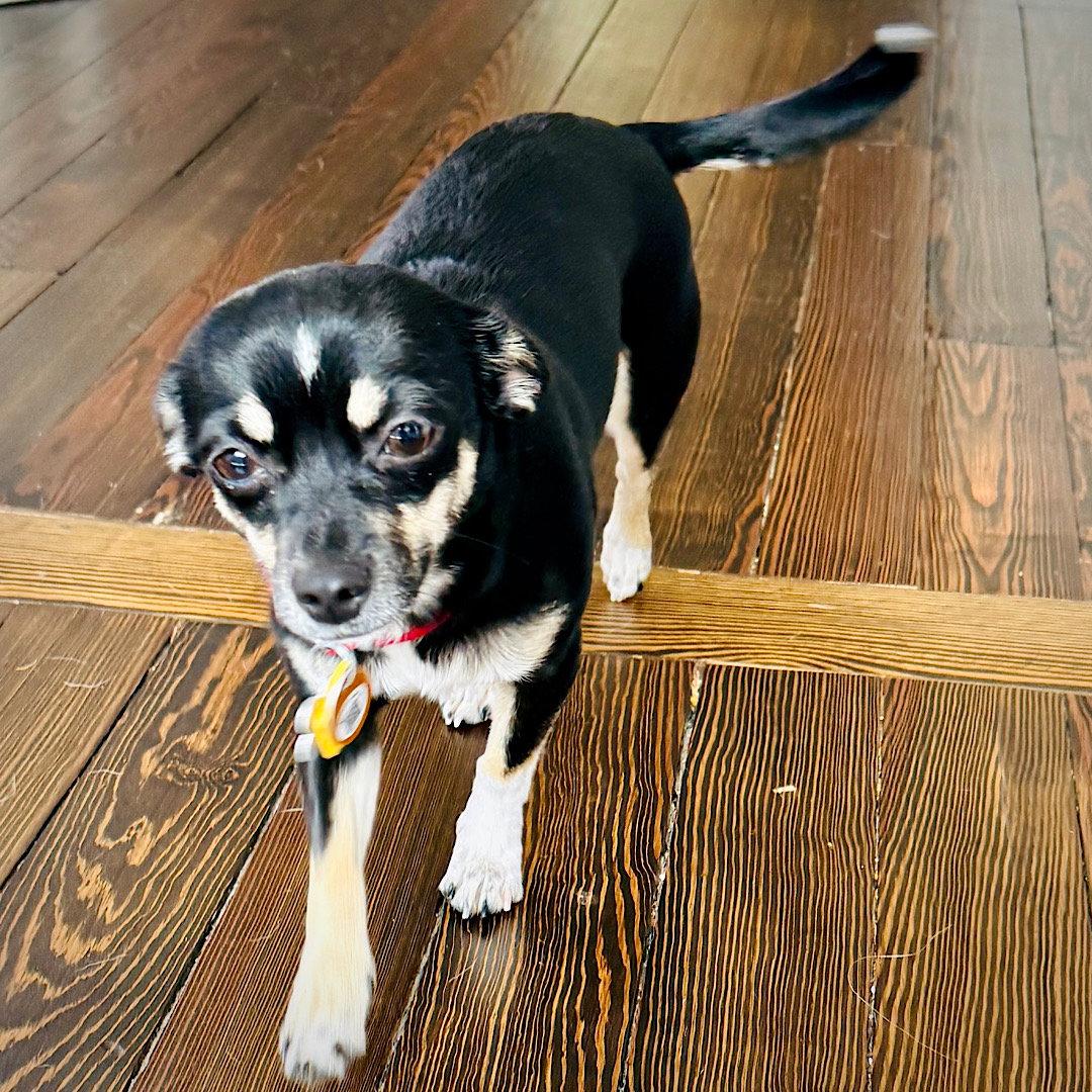 Chili (VA), Adoptable, Adult Female Rat Terrier & Dachshund.