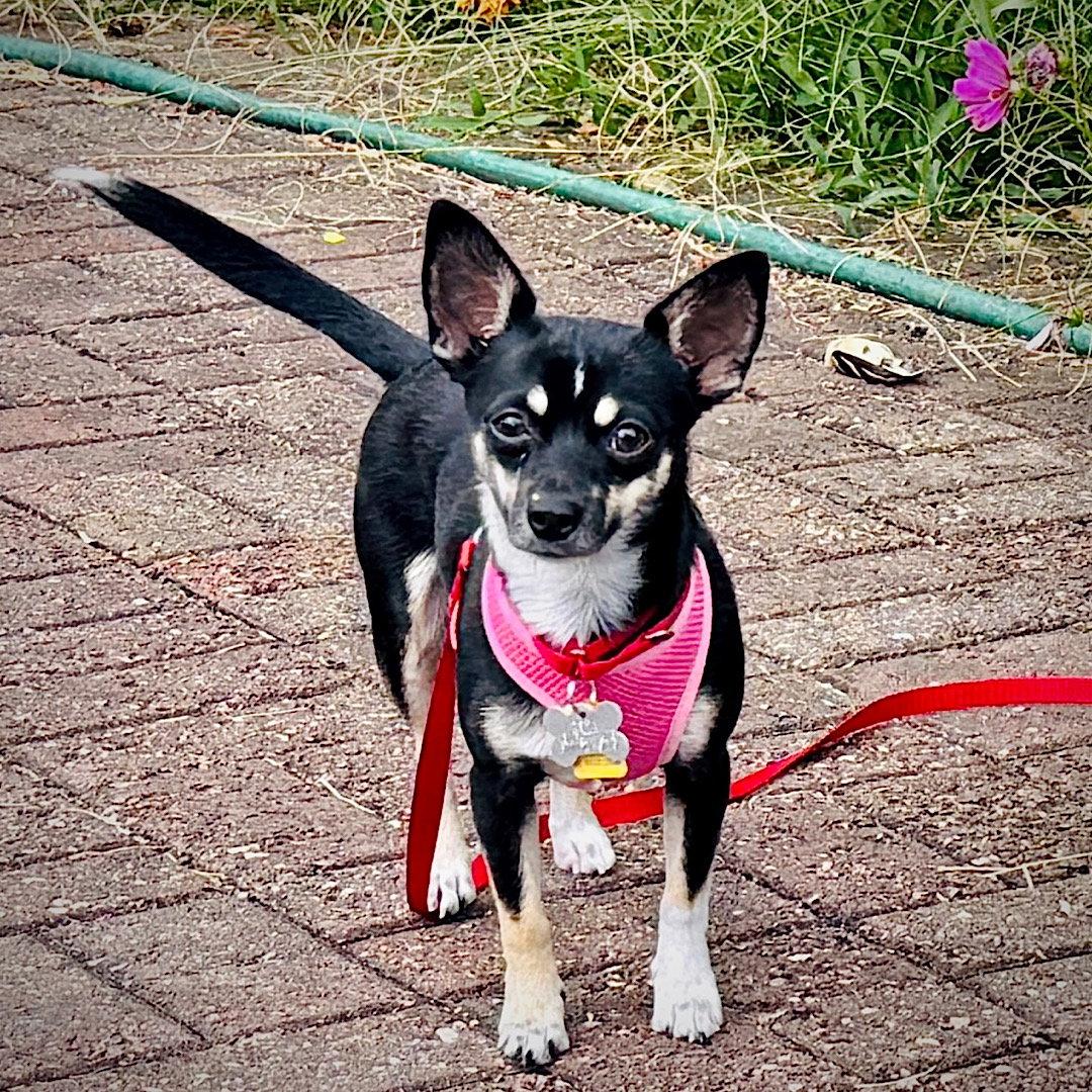 Enlarge Chili (VA), a Adoptable mixed breed in Atlanta, GA image 2/3