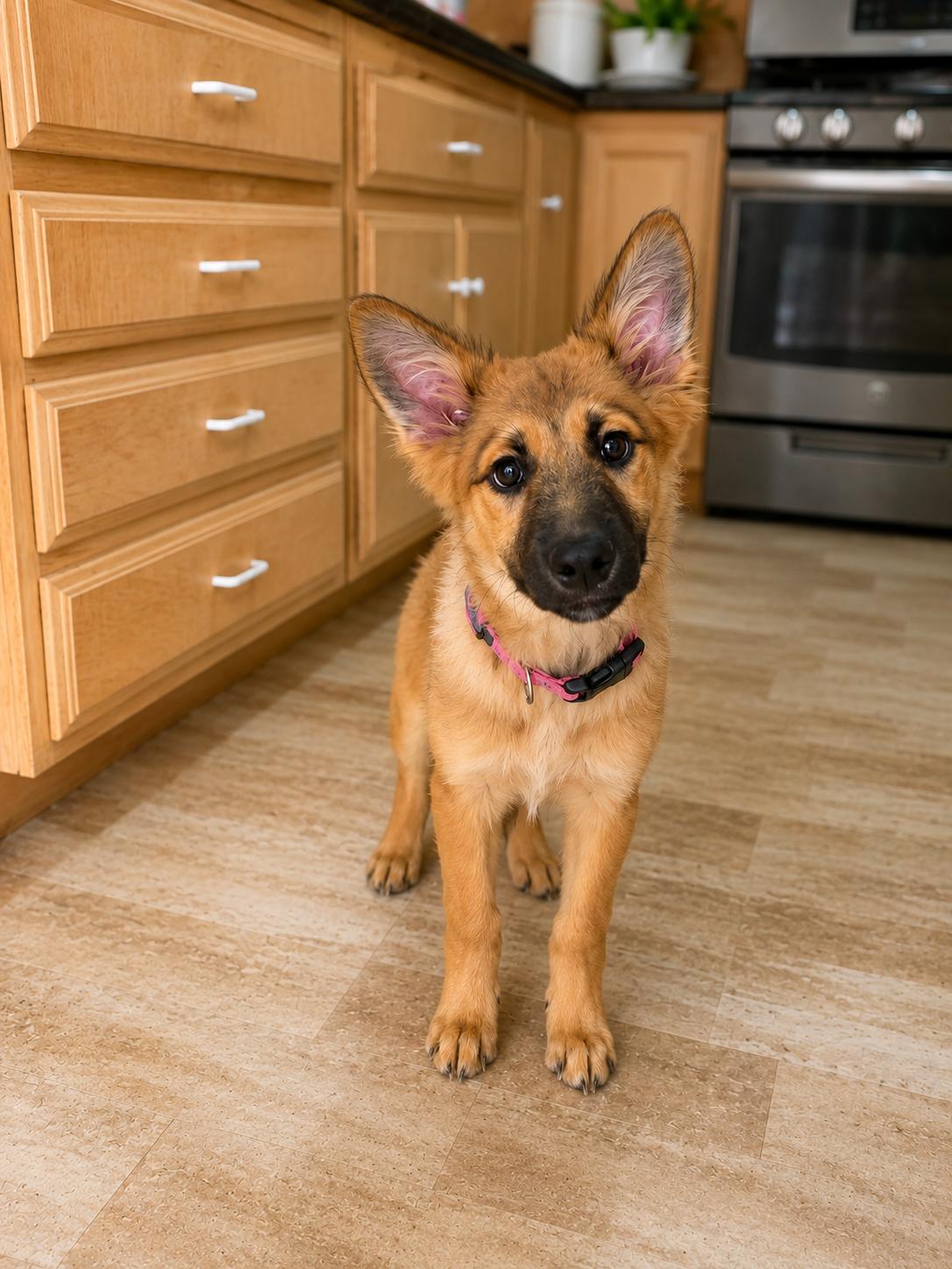Nala, an adopted mixed breed in Encinitas, CA image 2/6