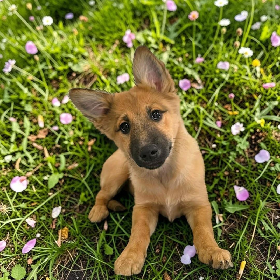 Nala, an adopted mixed breed in Encinitas, CA image 1/6