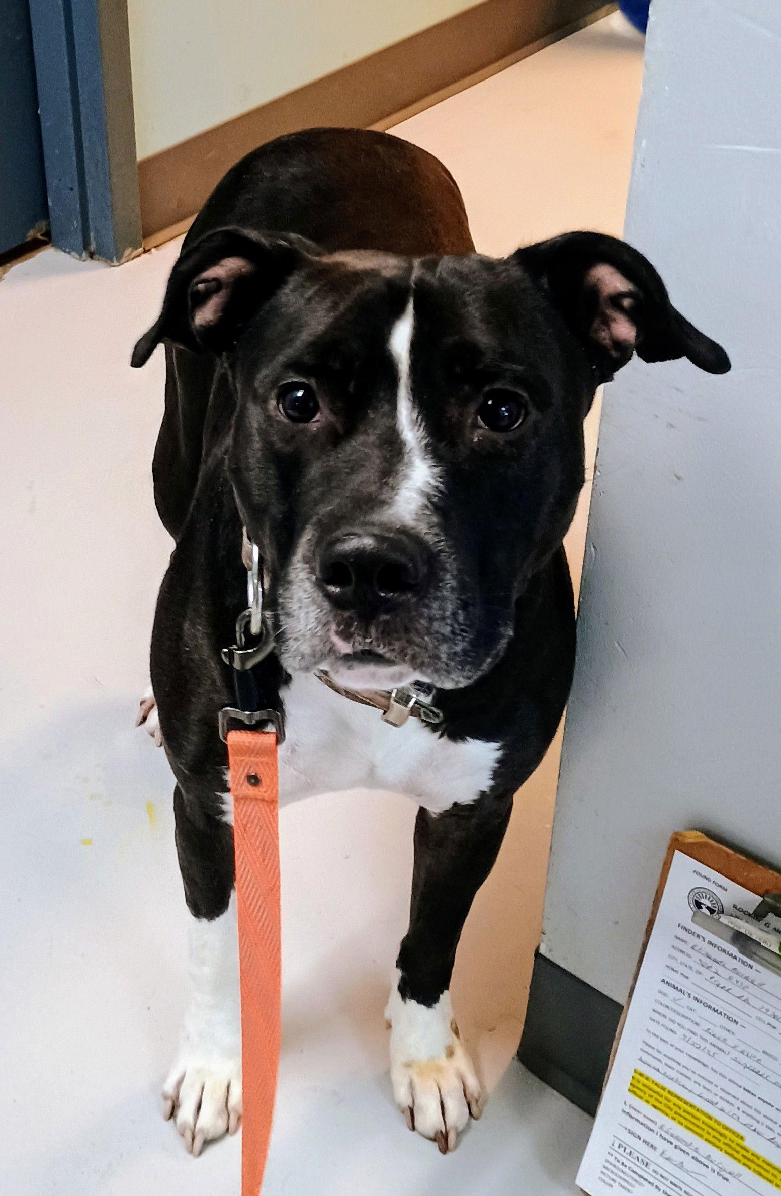 Enlarge Petey   #10177, a Adoptable Pit Bull Terrier in Pryor, OK image 1/3