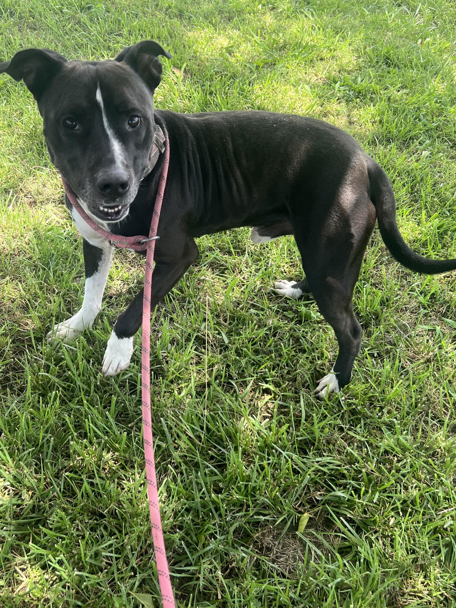 Enlarge Petey   #10177, a Adoptable Pit Bull Terrier in Pryor, OK image 2/3