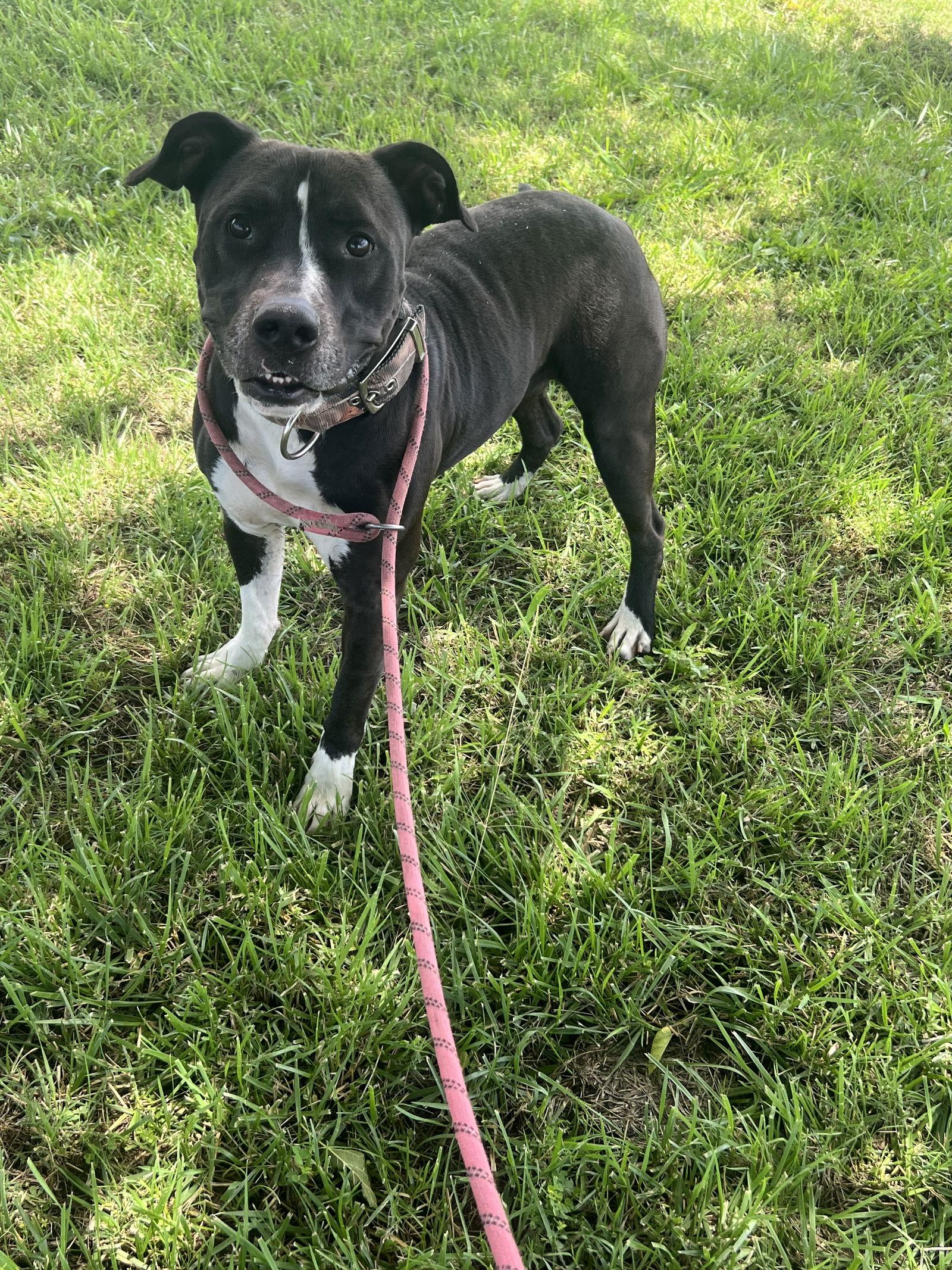Enlarge Petey   #10177, a Adoptable Pit Bull Terrier in Pryor, OK image 3/3