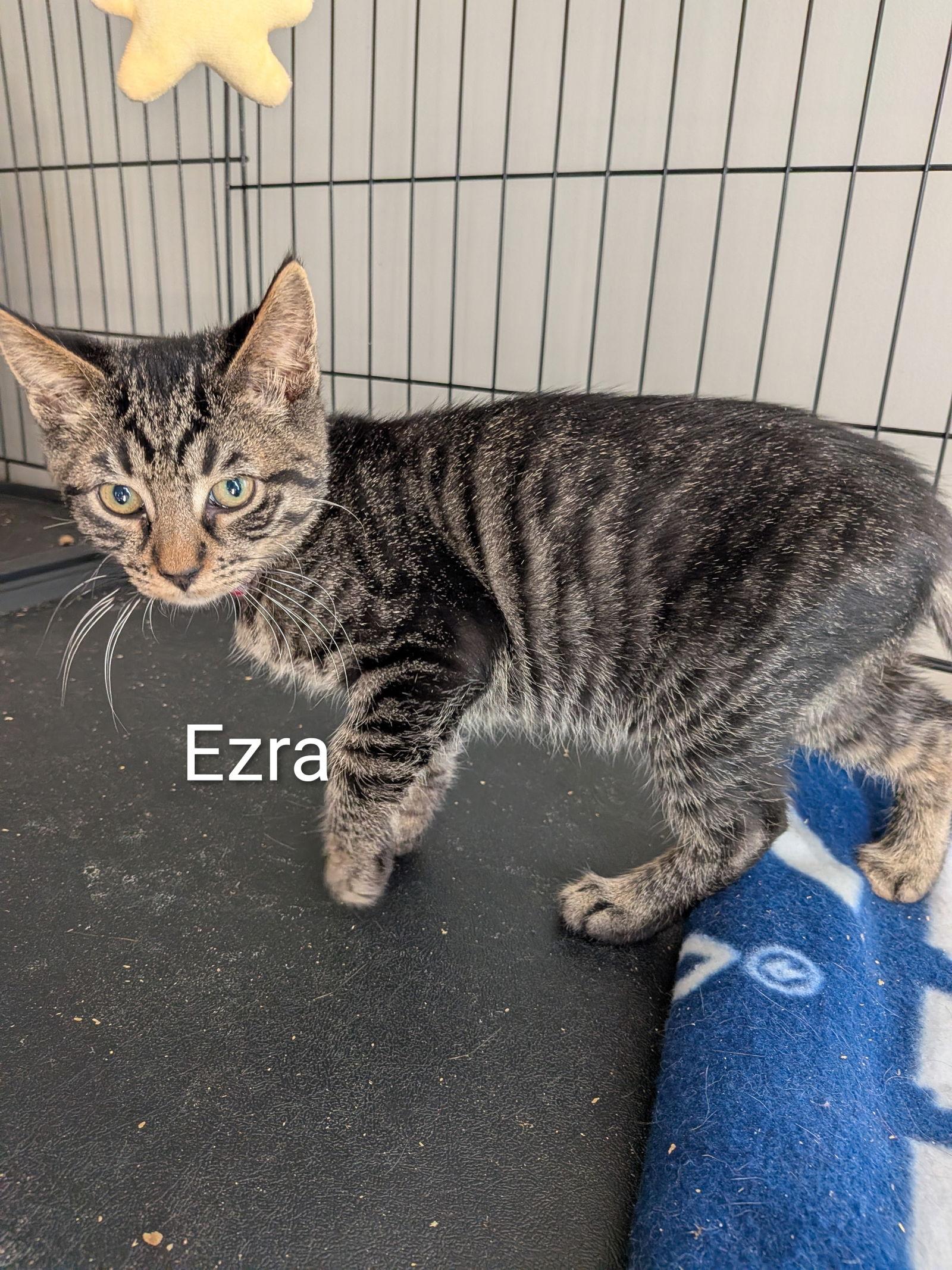 Ezra, Adoptable, Kitten Male Domestic Short Hair.