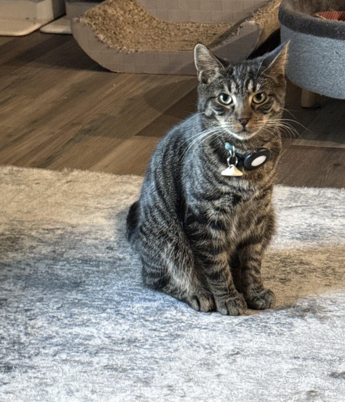 Ezra, Adoptable, Kitten Male Domestic Short Hair.