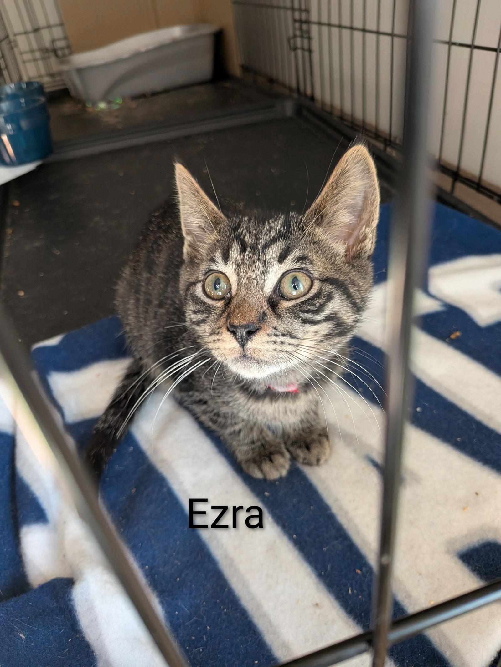 Enlarge Ezra, a Adoptable Domestic Short Hair in Naugatuck, CT image 2/3