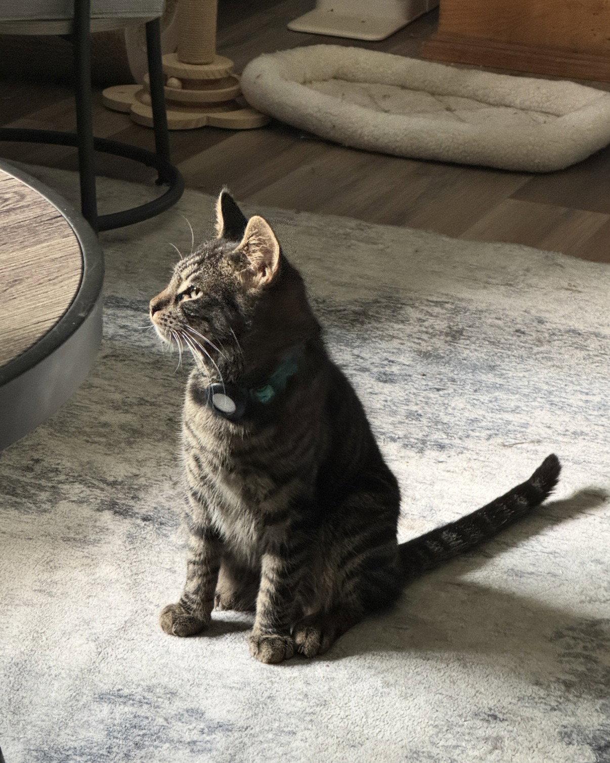 Enlarge Ezra, a Adoptable Domestic Short Hair in Naugatuck, CT image 2/3