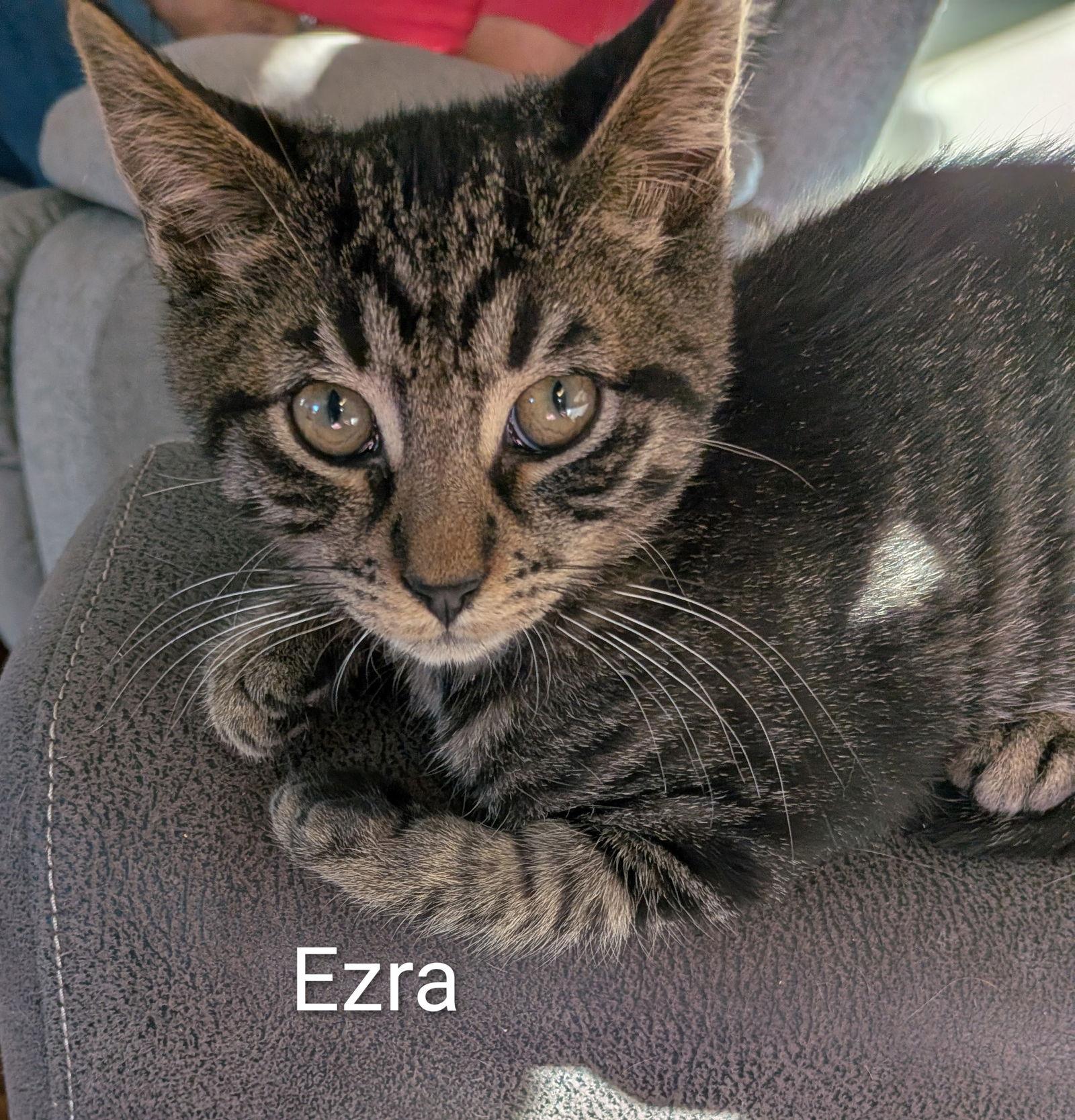 Enlarge Ezra, a Adoptable Domestic Short Hair in Naugatuck, CT image 3/3