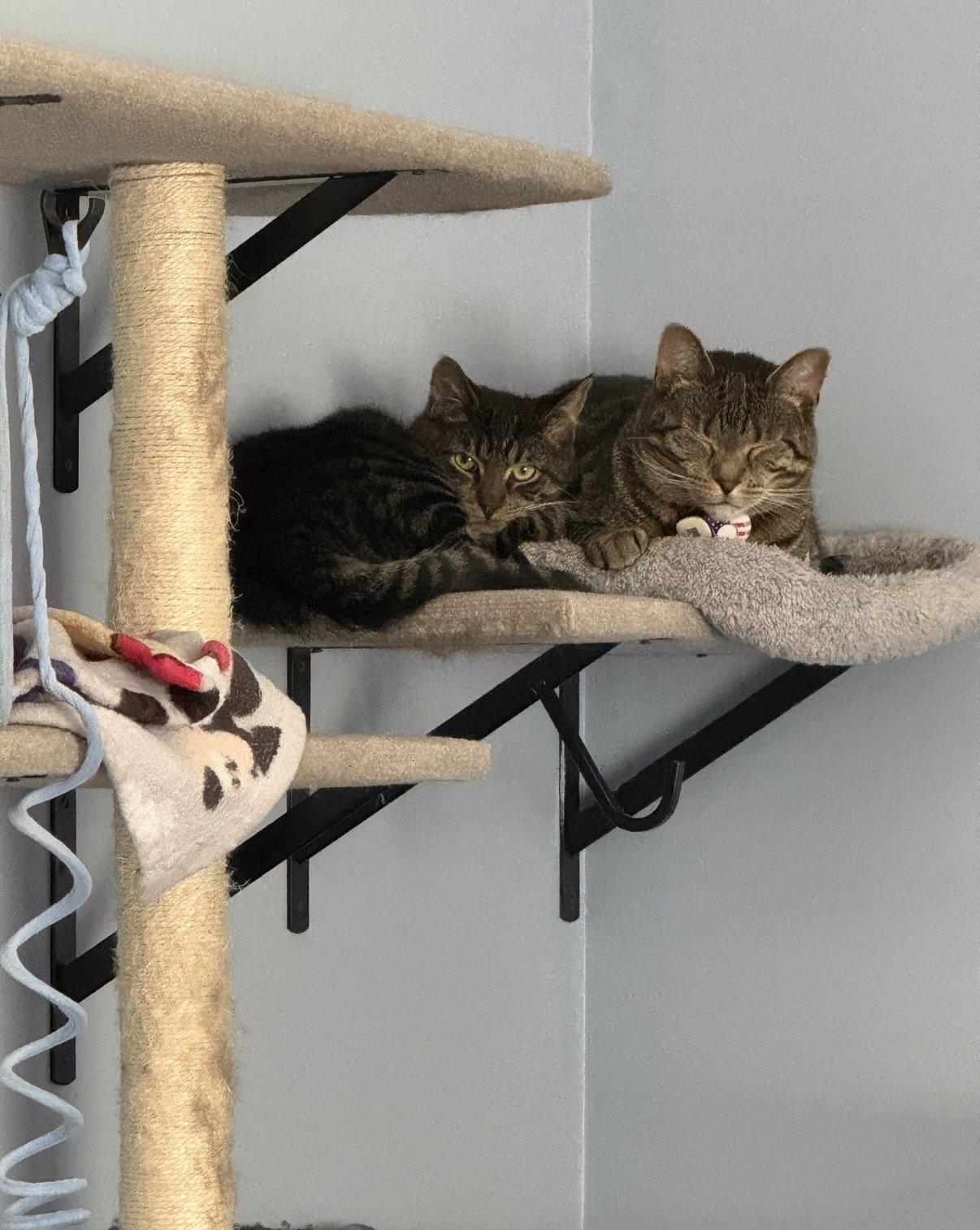 Enlarge Ezra, a Adoptable Domestic Short Hair in Naugatuck, CT image 3/3