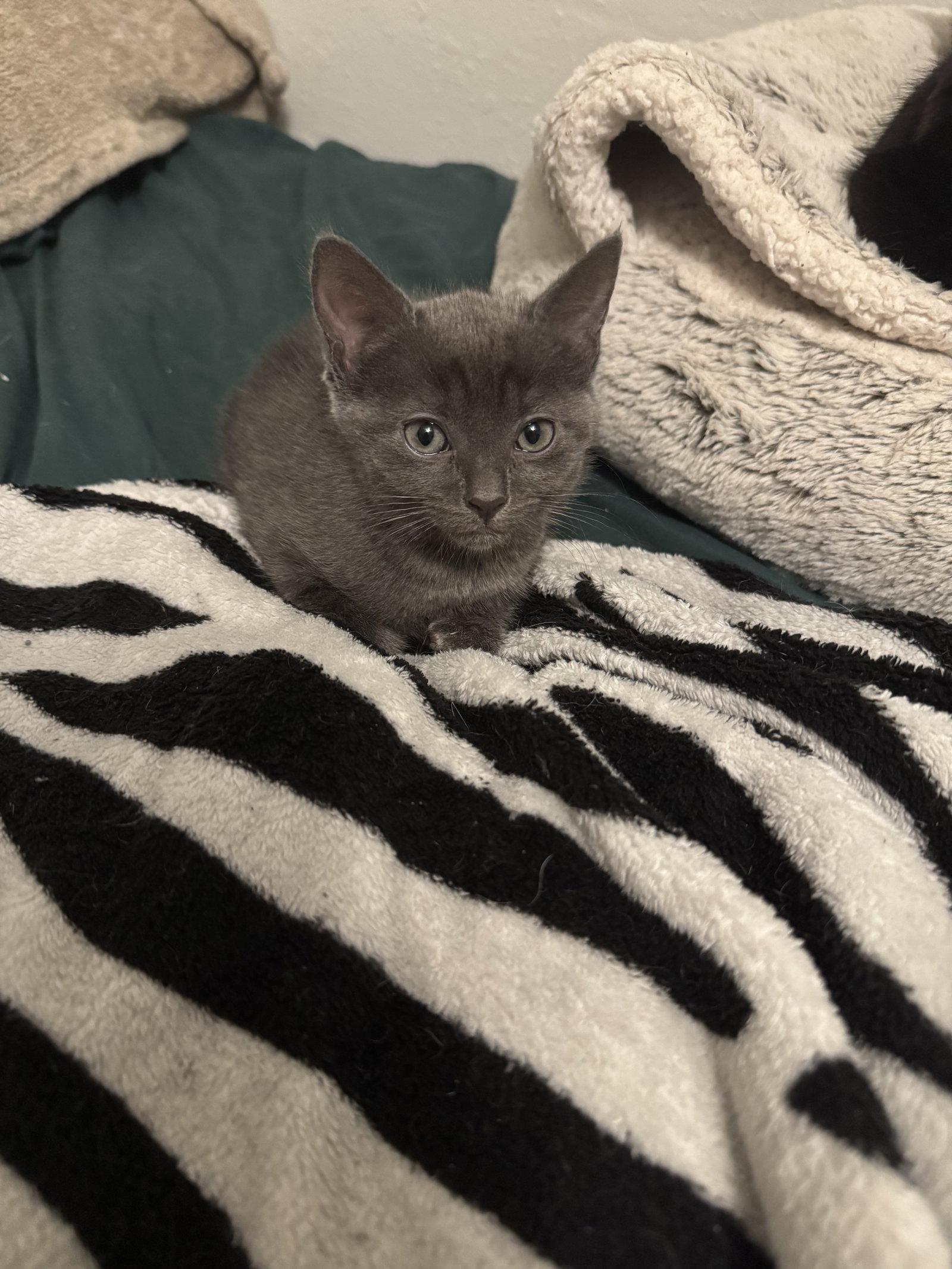 Willow (new), Adoptable, Kitten Female Domestic Short Hair.