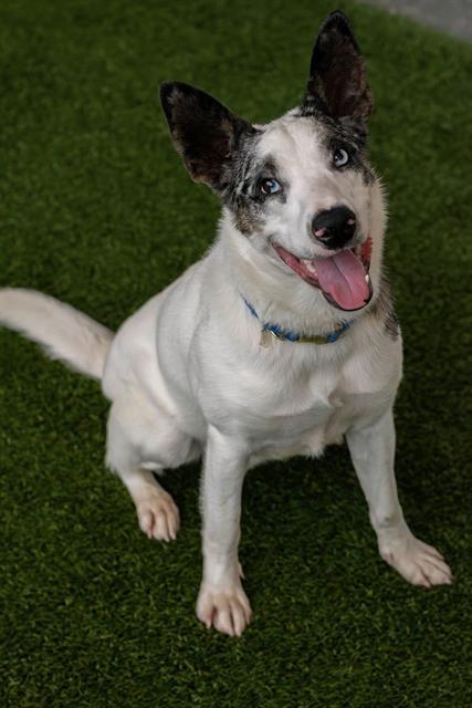 BUCKY, Adoptable, Young Male Australian Cattle Dog / Blue Heeler.