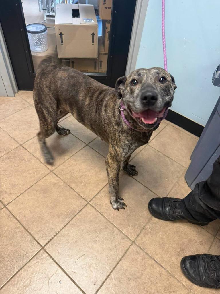 Shiloh, Adoptable, Adult Female Pit Bull Terrier & Mastiff.