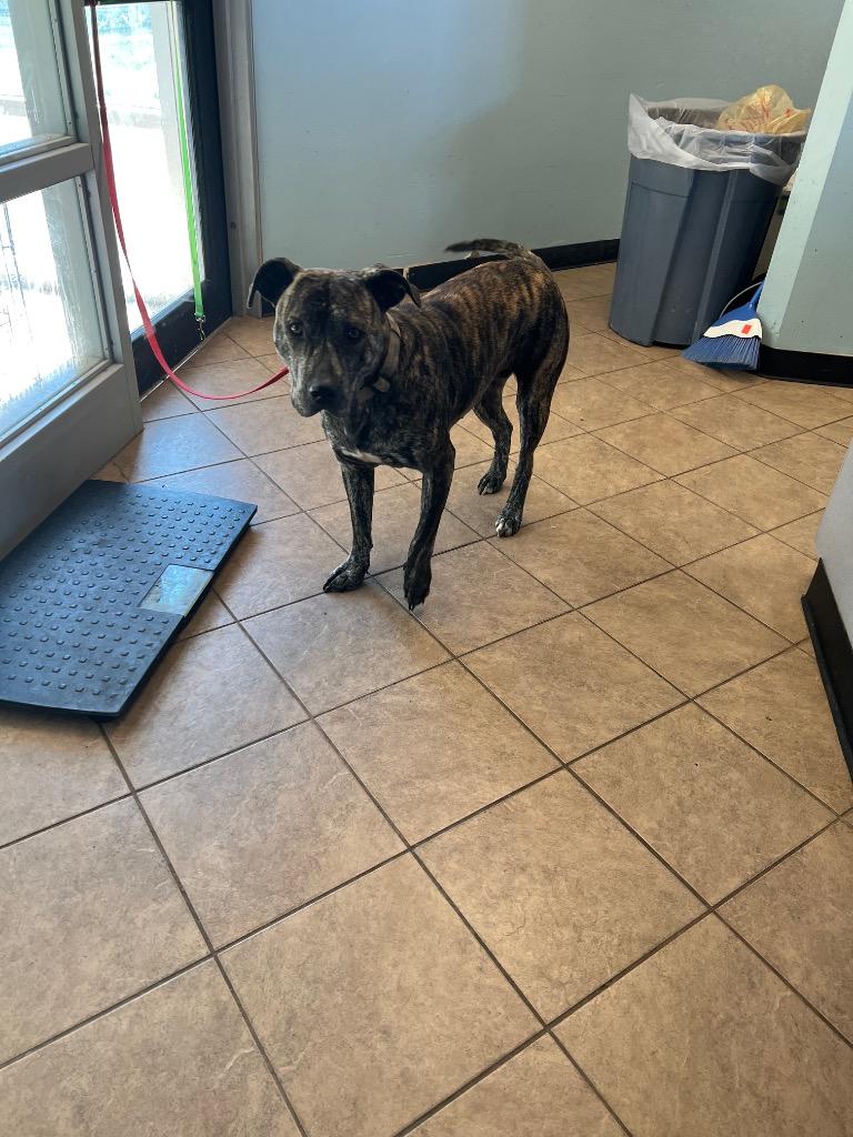 Enlarge Shiloh, a Adoptable mixed breed in Marion, OH image 2/2