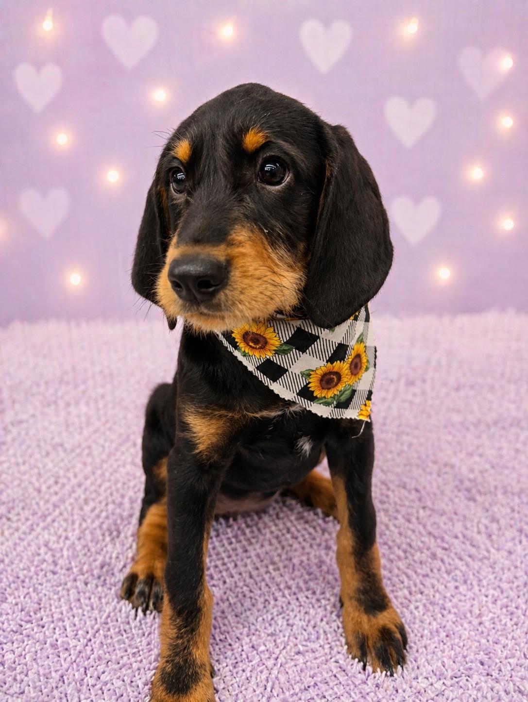 Jellybean, Adopted, Young Female Coonhound.