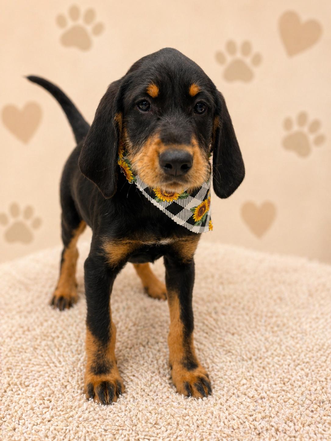 Enlarge Jellybean, a Adopted Coonhound in Nashville, TN image 2/3
