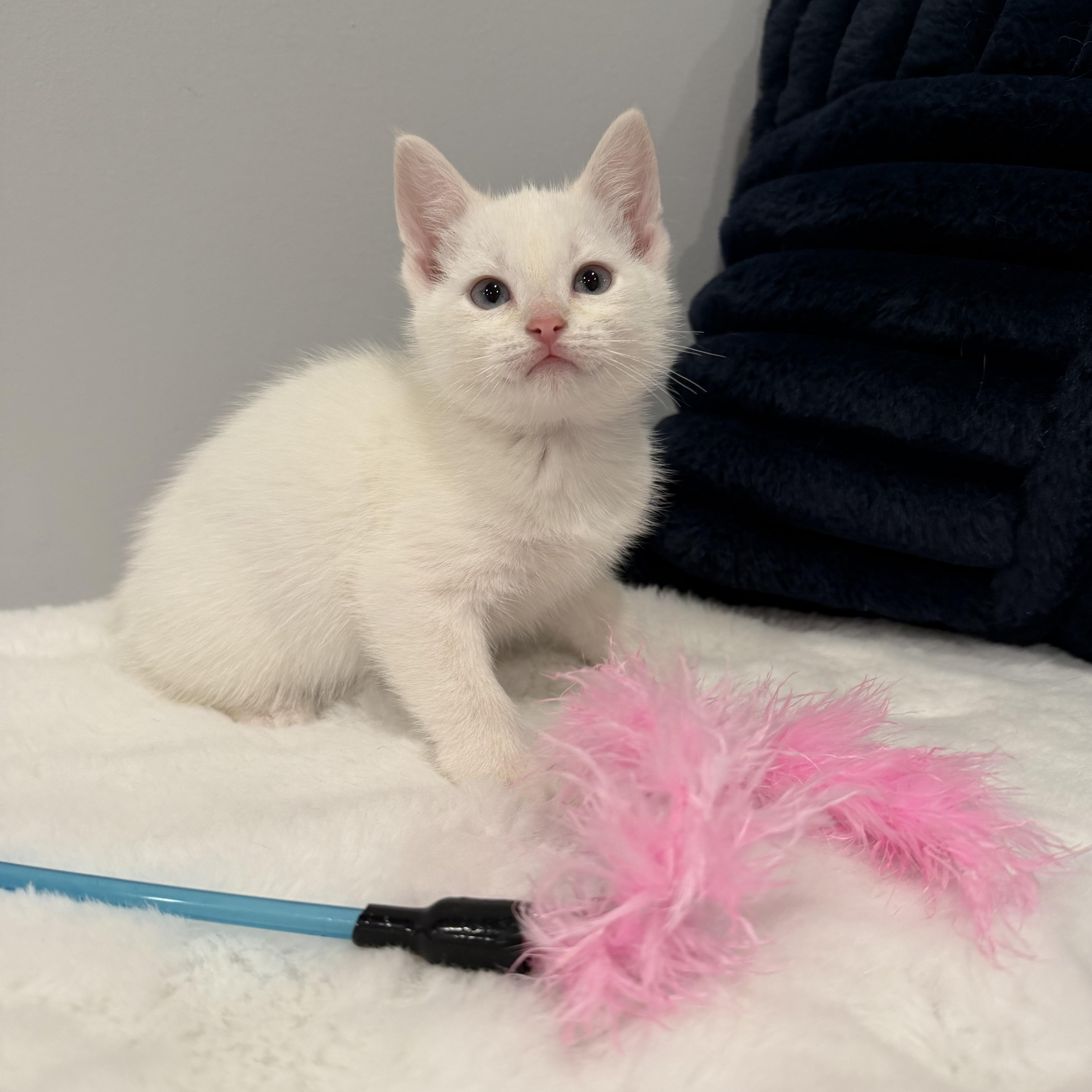 Sugar, an adopted Domestic Short Hair in Chicago, IL image 2/6