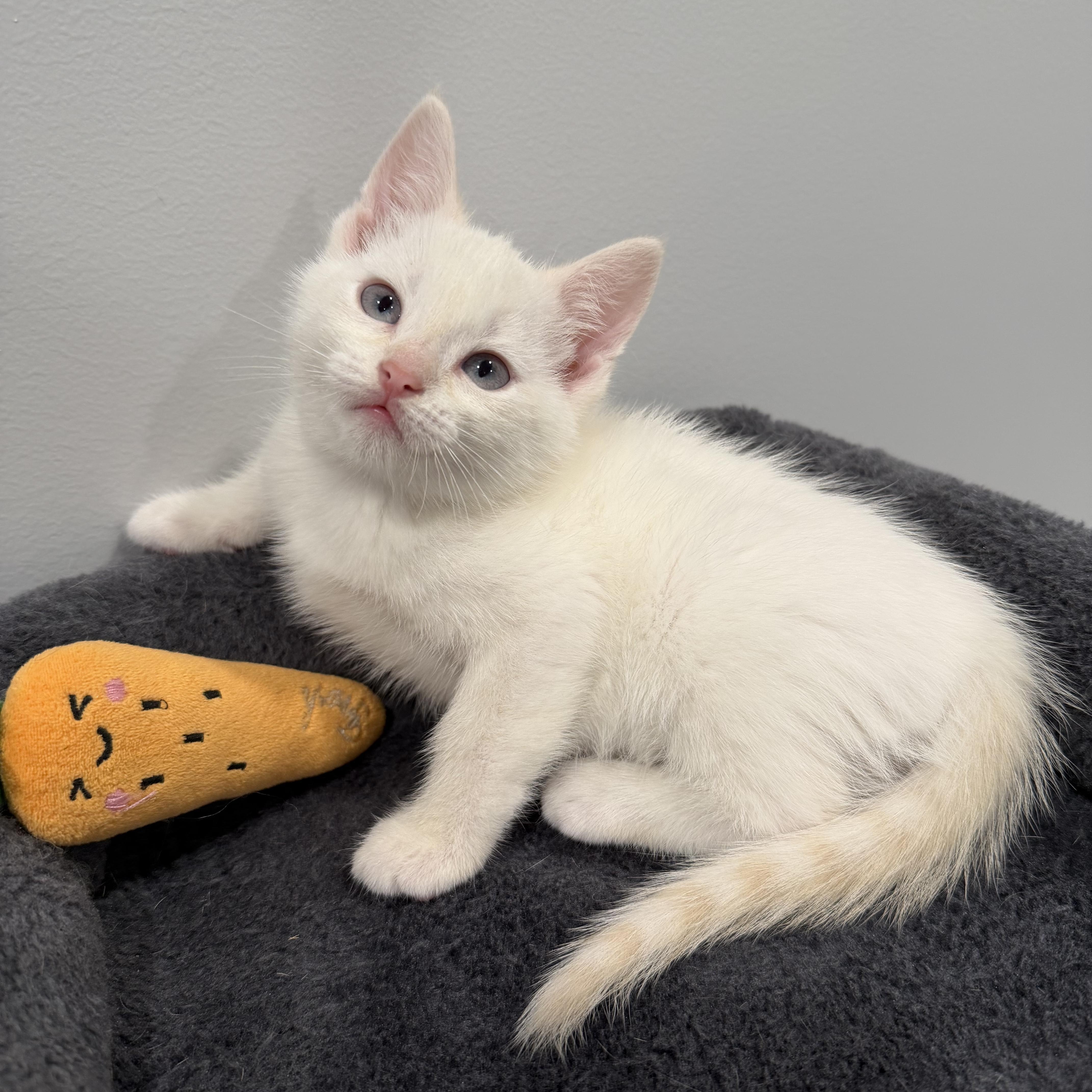 Sugar, an adopted Domestic Short Hair in Chicago, IL image 3/6