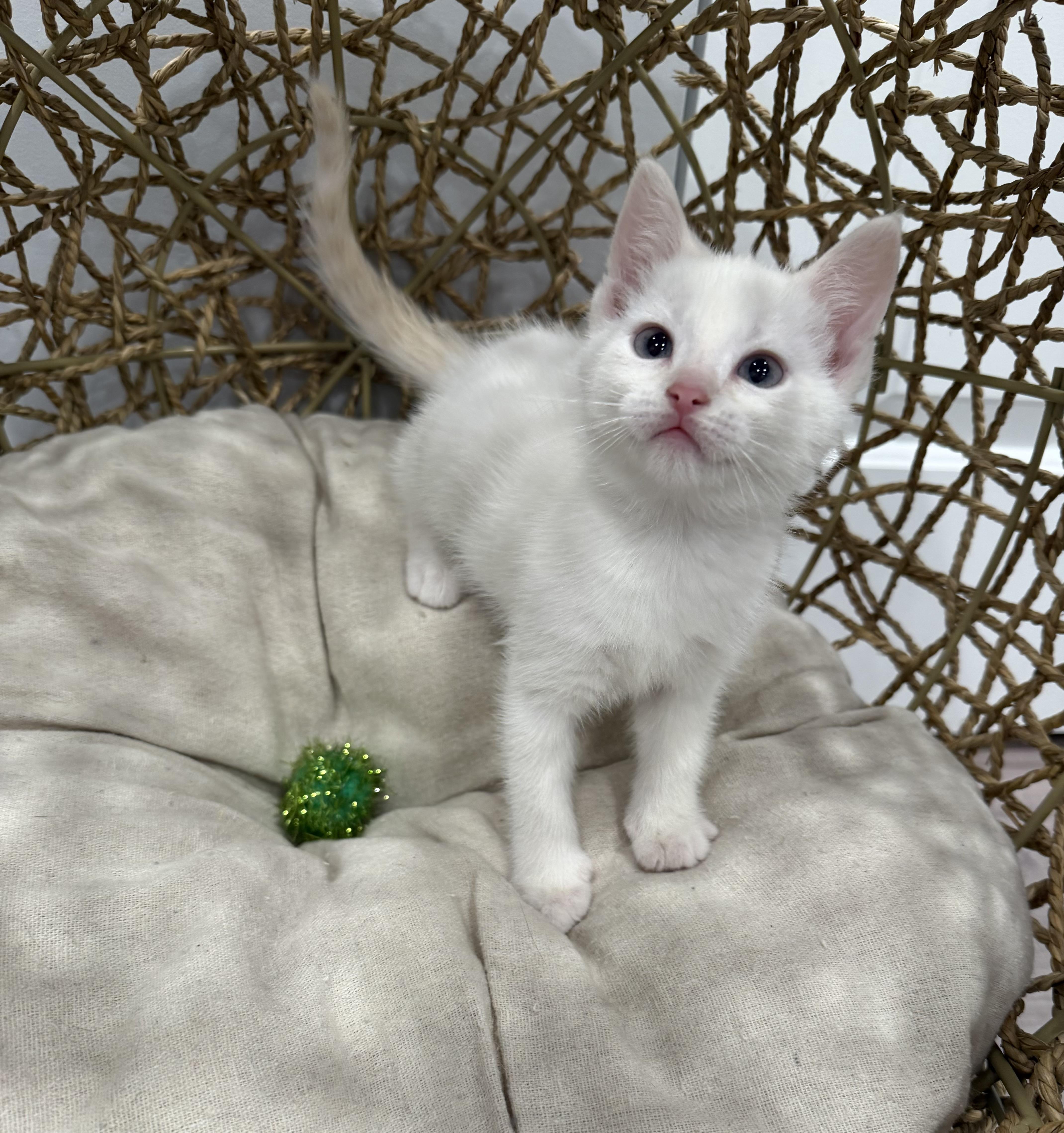 Sugar, adopted, Kitten Female Domestic Short Hair.