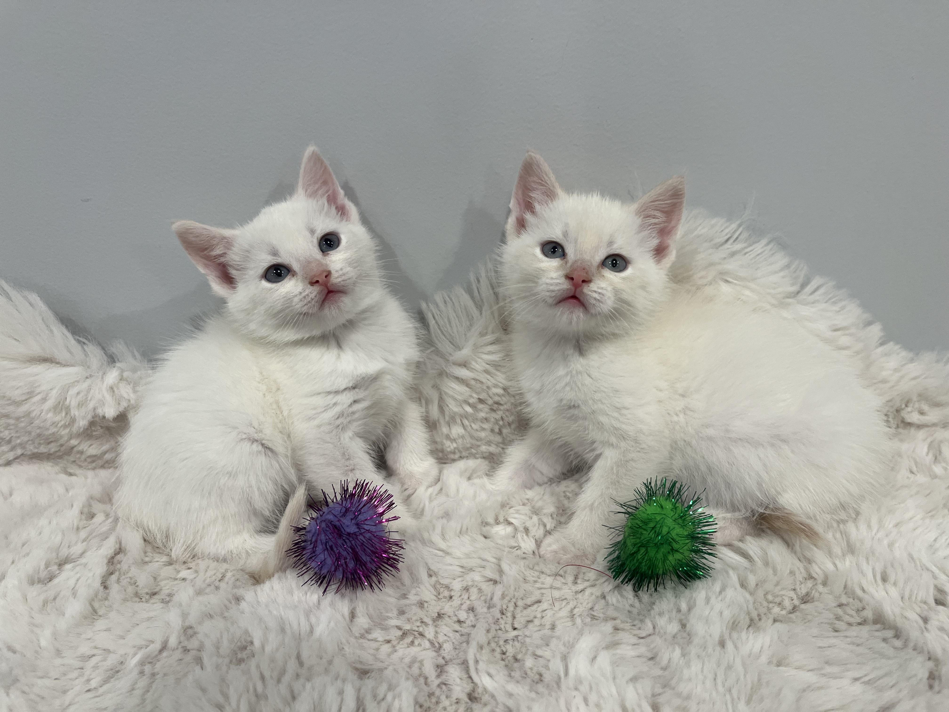 Sugar, an adopted Domestic Short Hair in Chicago, IL image 5/6