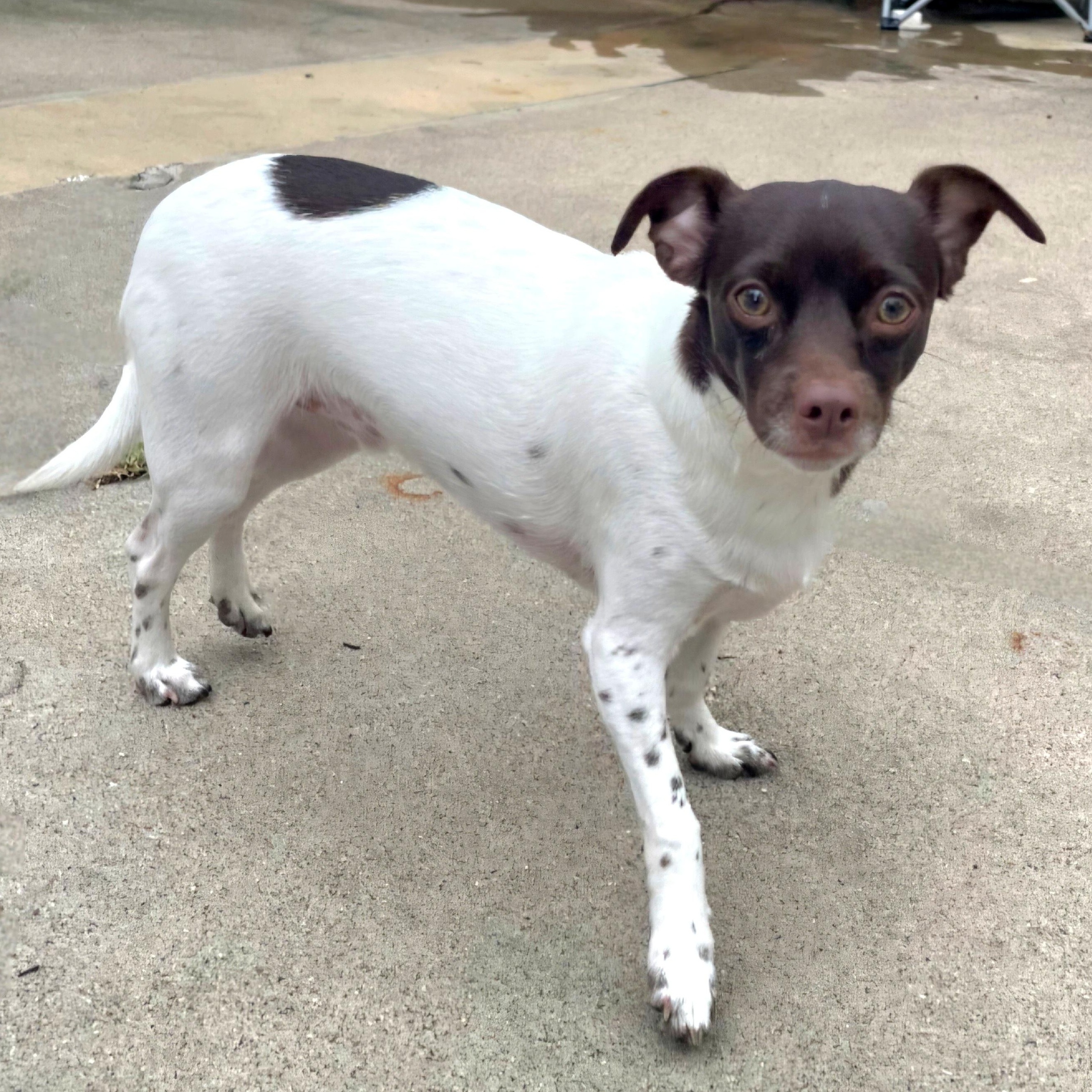 Brownie, an adopted mixed breed in CORPUS CHRISTI, TX image 2/6