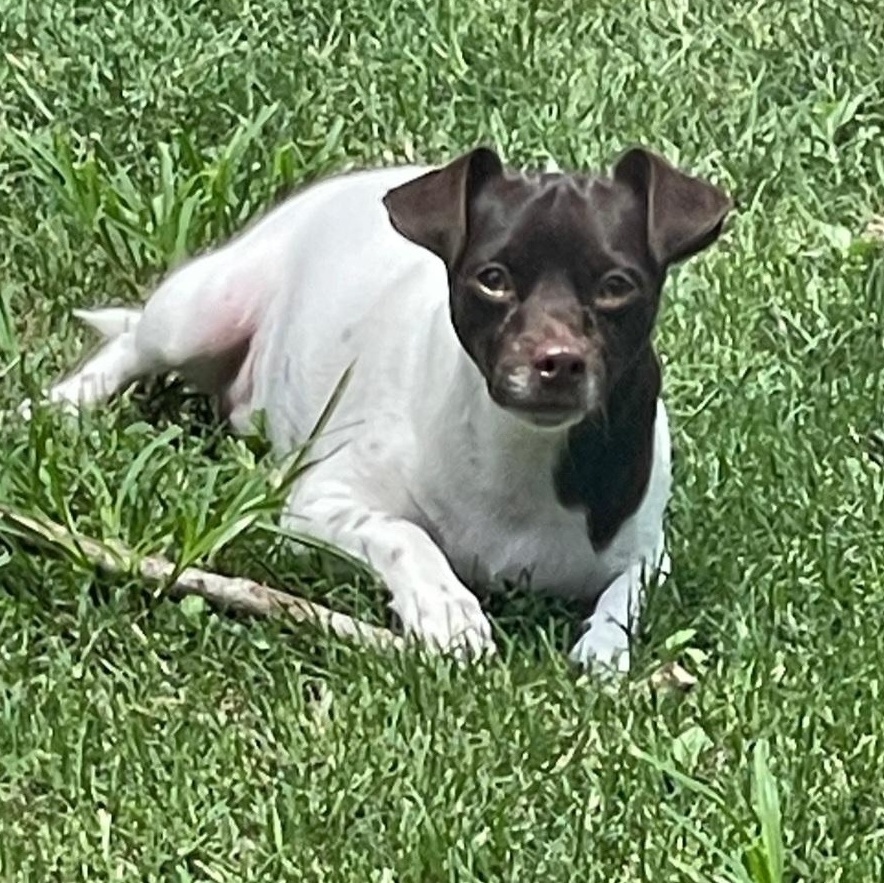 Brownie, an adopted mixed breed in CORPUS CHRISTI, TX image 6/6