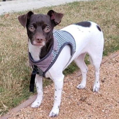 Brownie, an adopted mixed breed in CORPUS CHRISTI, TX image 1/6