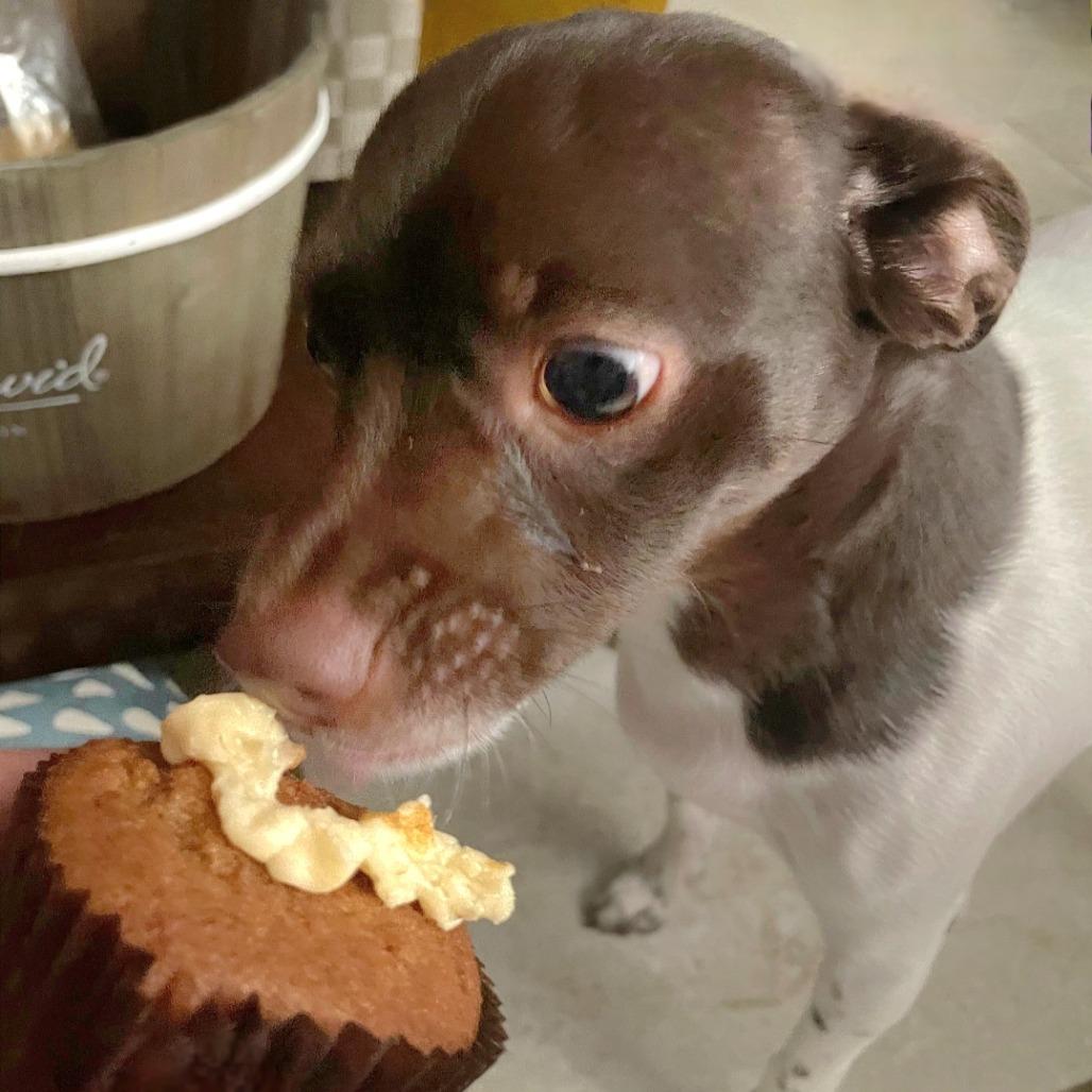 Brownie, an adopted mixed breed in CORPUS CHRISTI, TX image 4/6