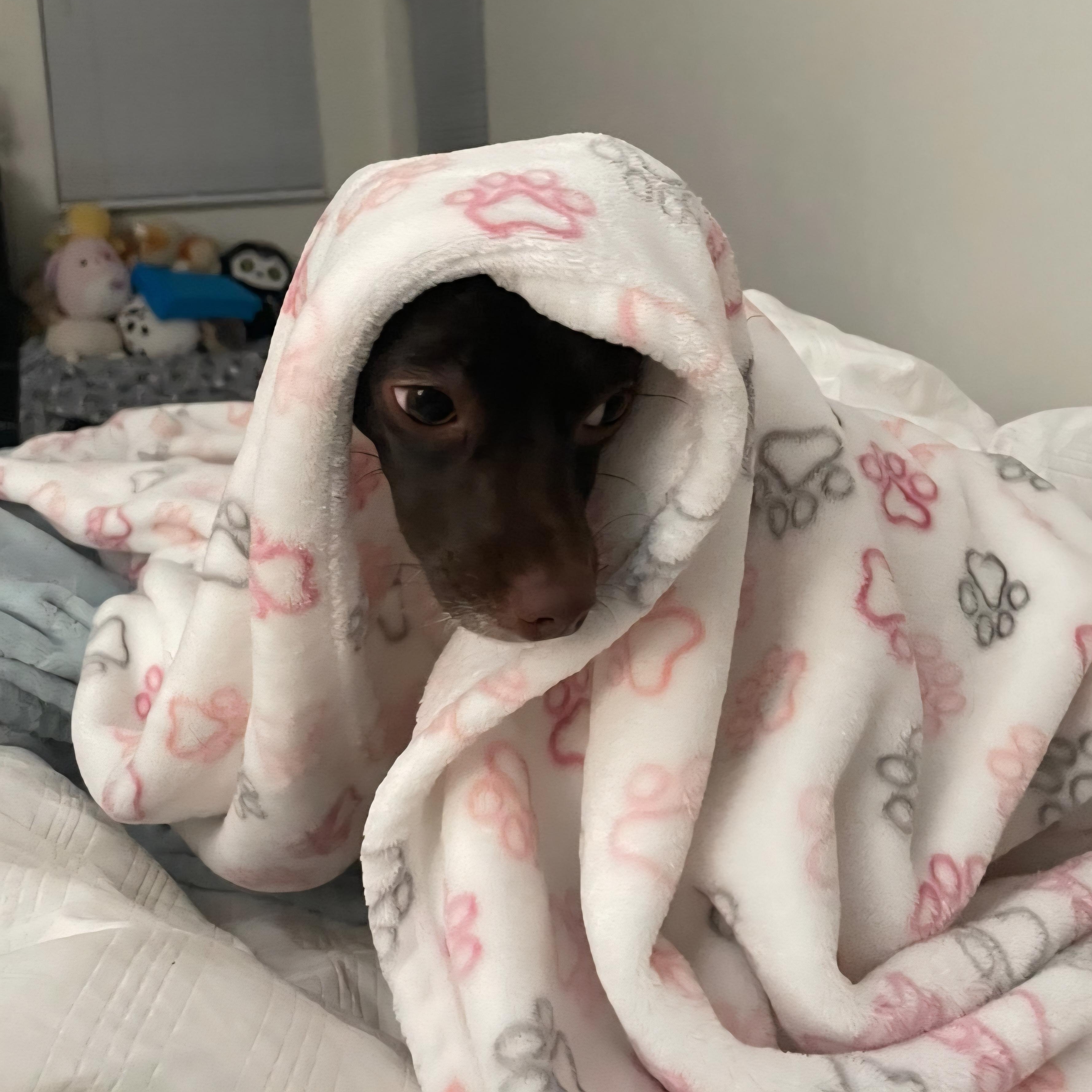 Brownie, an adopted mixed breed in CORPUS CHRISTI, TX image 5/6