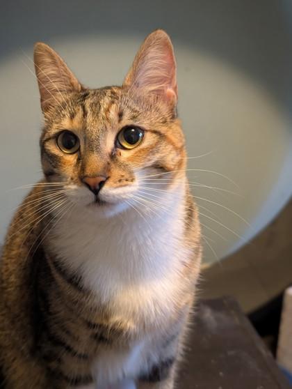 Sunshine, Adoptable, Adult Female Domestic Short Hair & Domestic Short Hair.