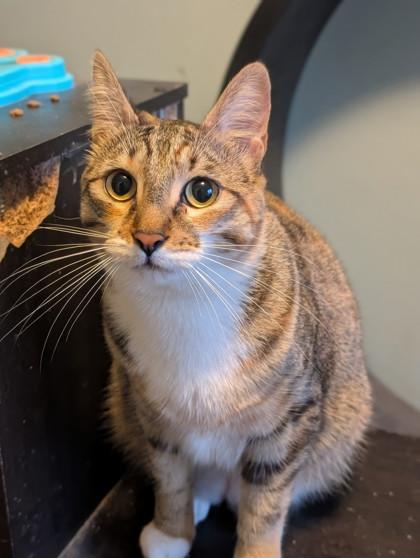 Sunshine, Adoptable, Adult Female Domestic Short Hair & Domestic Short Hair.