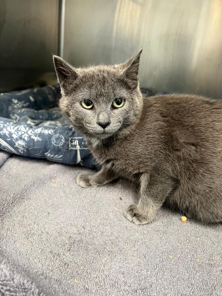 Enlarge Saria, an adopted Domestic Short Hair in Berryville, VA image 1/1