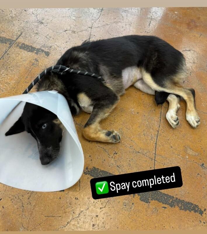 Bria, Adoptable, Young Female Shepherd & Border Collie.