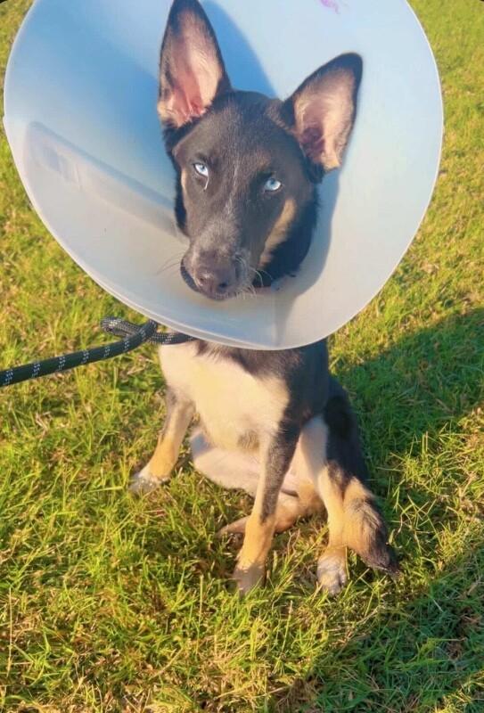 Bria, Adoptable, Young Female Shepherd & Border Collie.