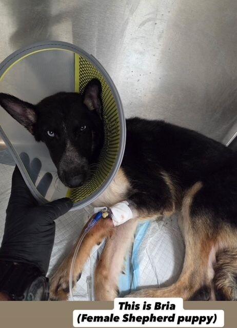 Enlarge Bria, a Adoptable mixed breed in Boulder, CO image 2/2