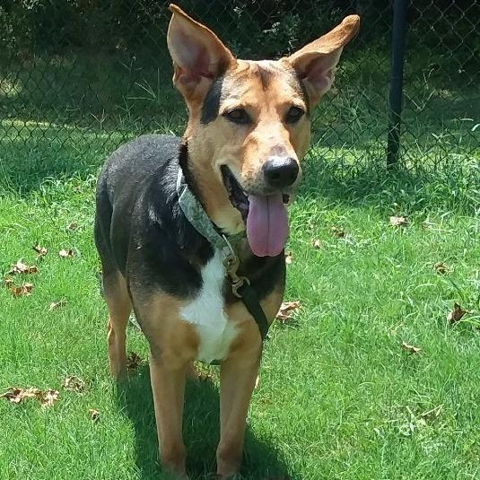 Junior, Adoptable, Adult Male German Shepherd Dog & Boxer.